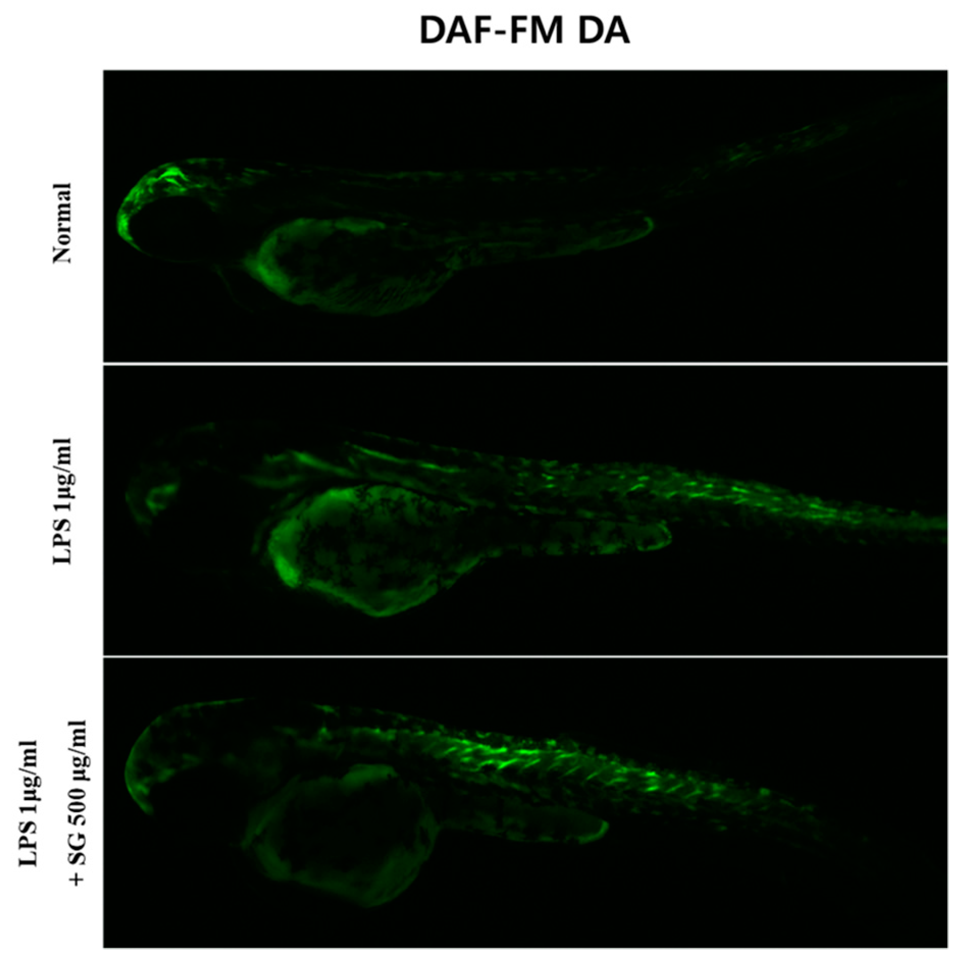 Antioxidants 13 01271 g007 Antioxidants 13 01271 g007