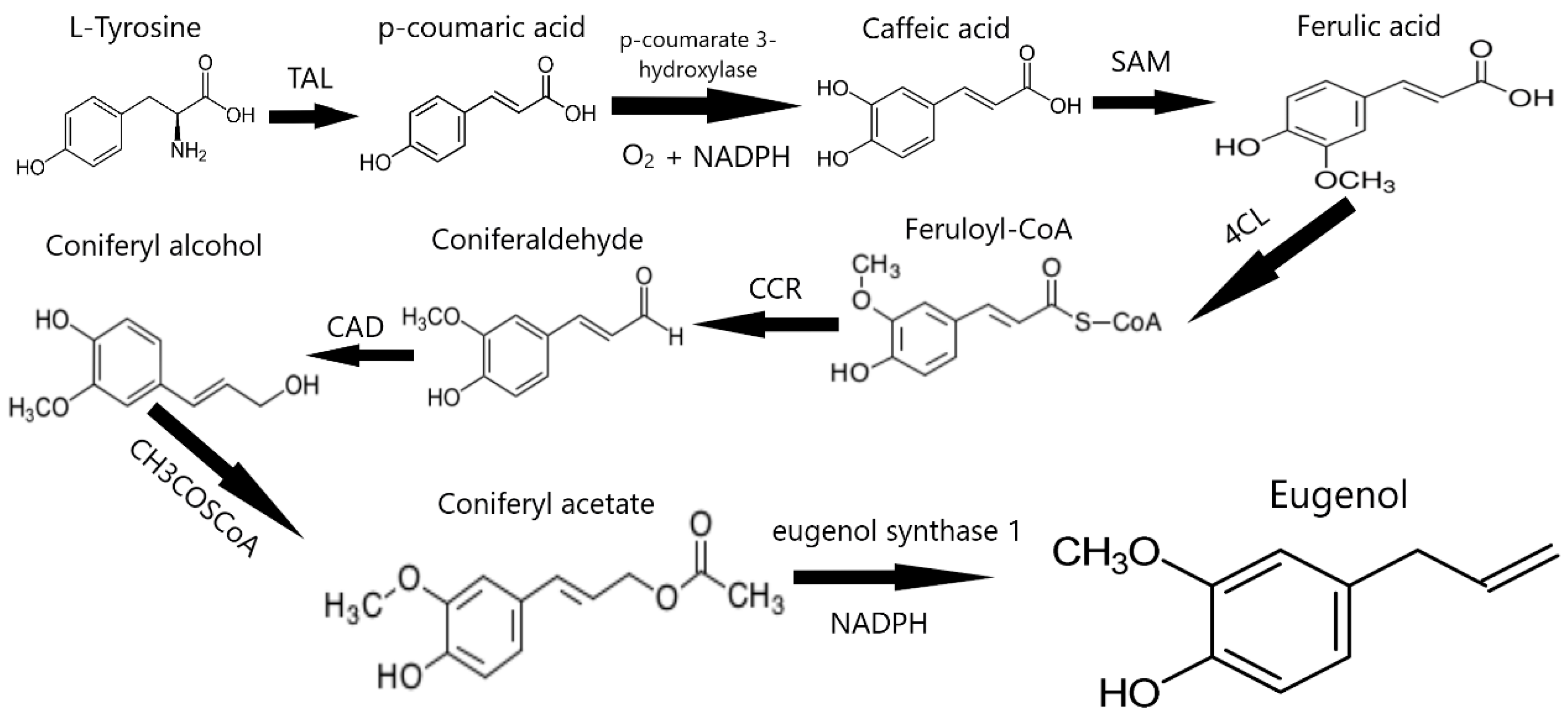 Antioxidants 13 01335 g002 Antioxidants 13 01335 g002