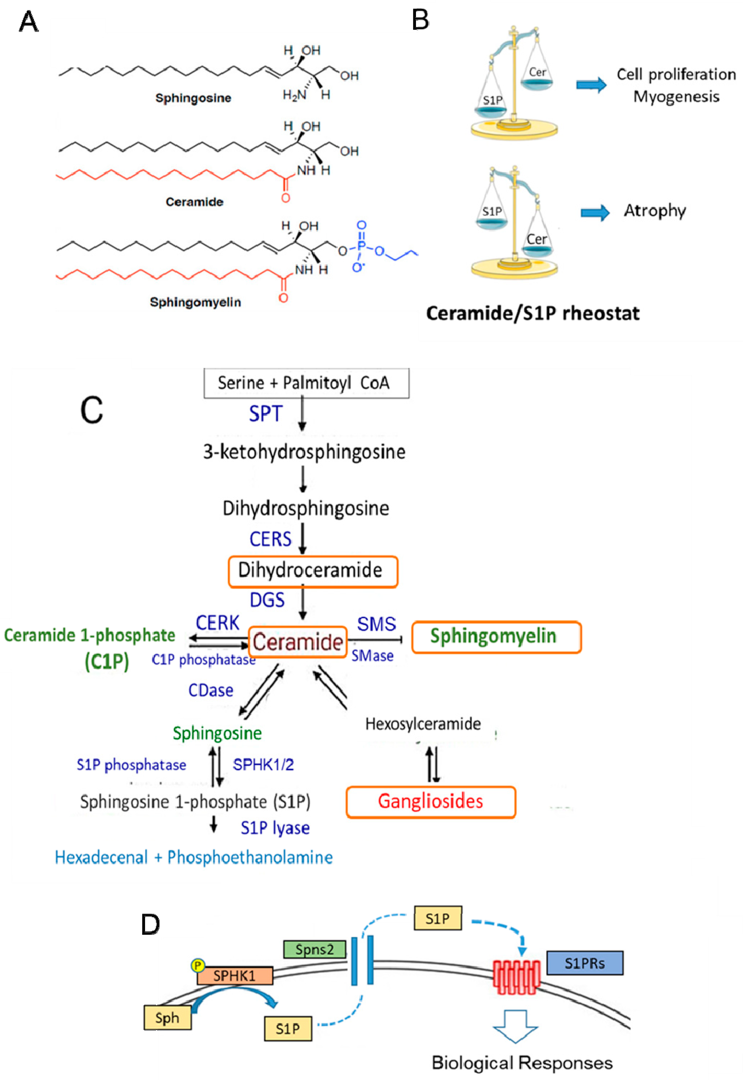 Antioxidants 13 01383 g003 Antioxidants 13 01383 g003