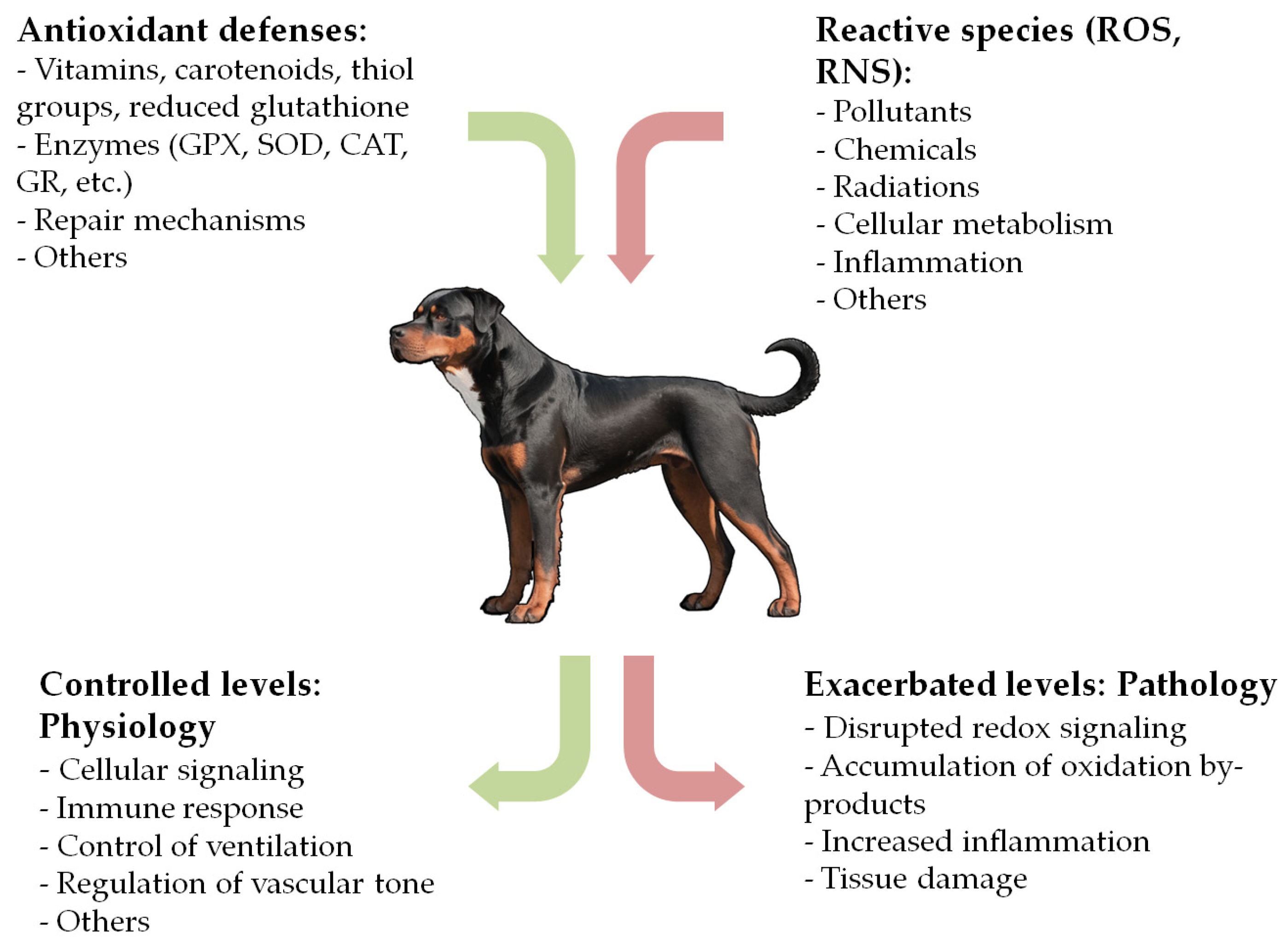 Antioxidants 13 01396 g001 Antioxidants 13 01396 g001