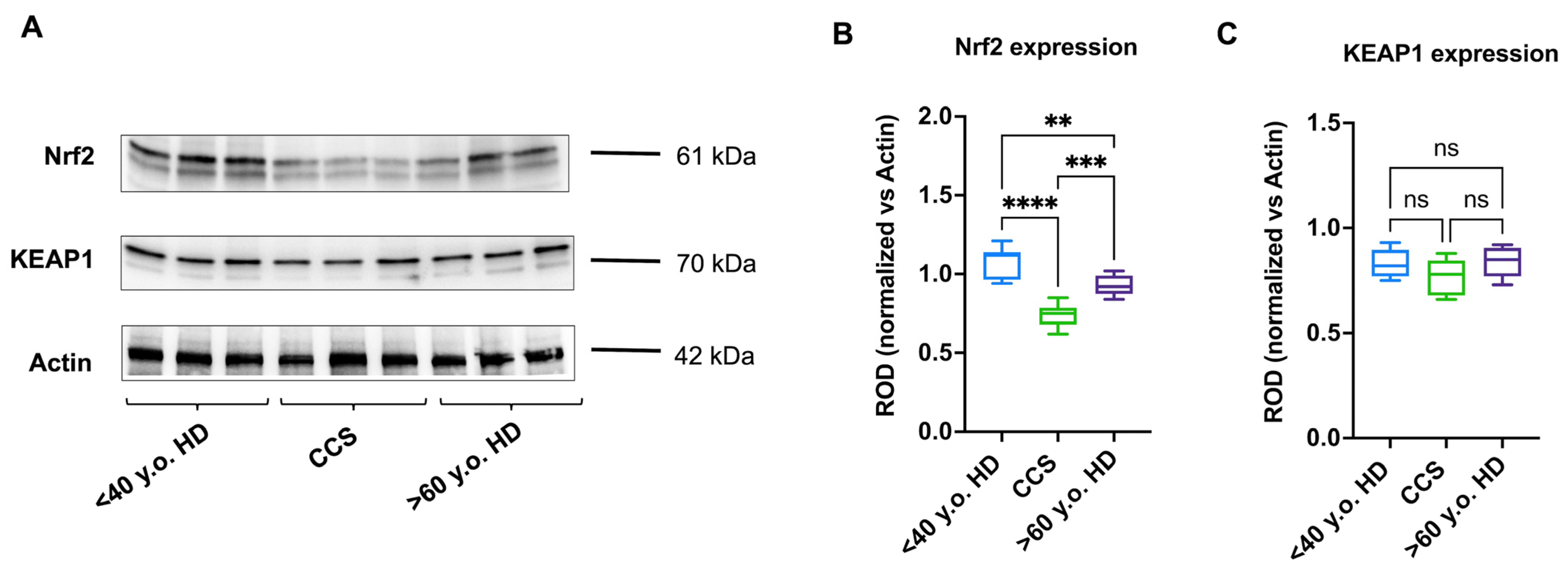 Antioxidants 13 01397 g005