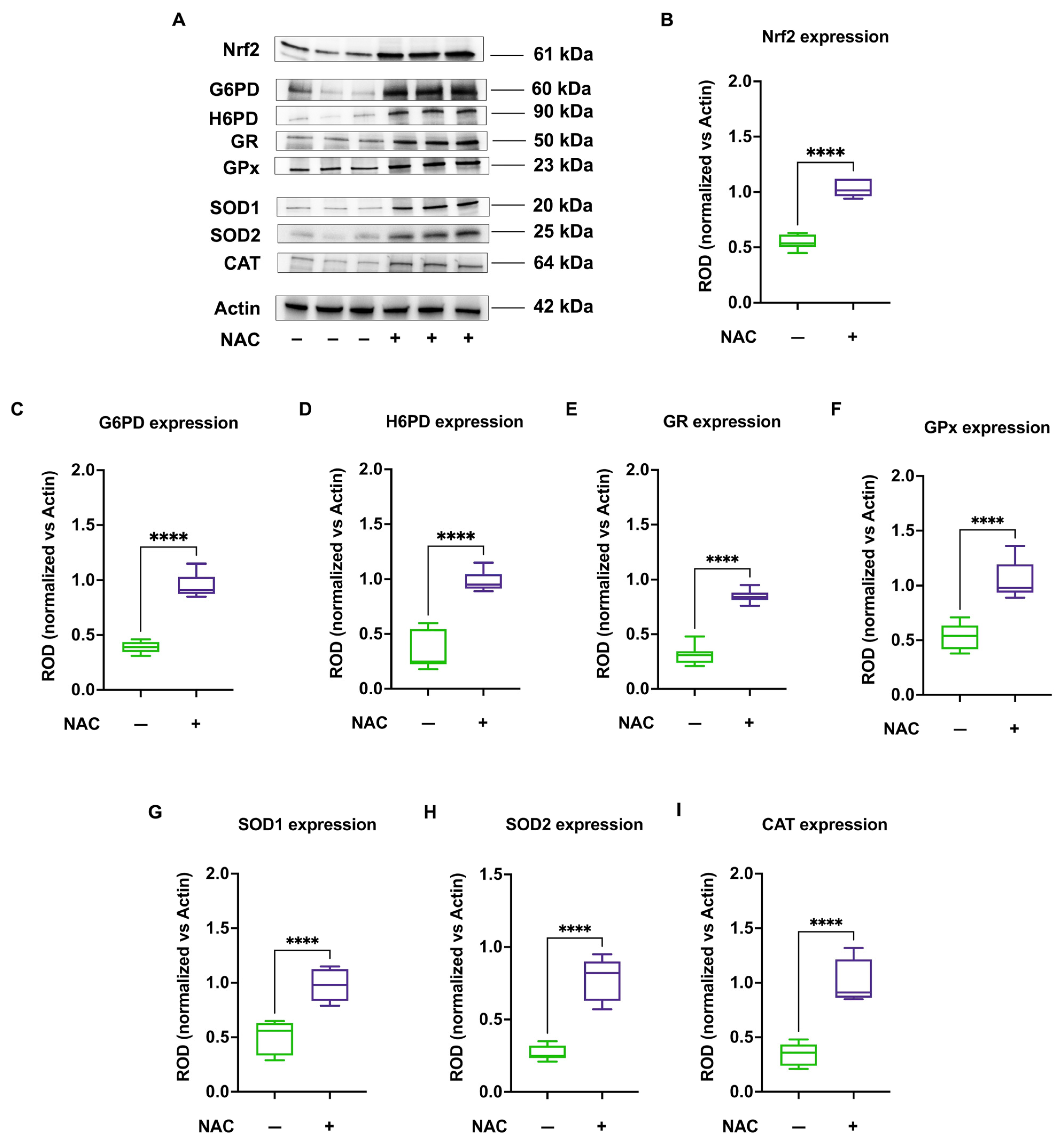 Antioxidants 13 01397 g006