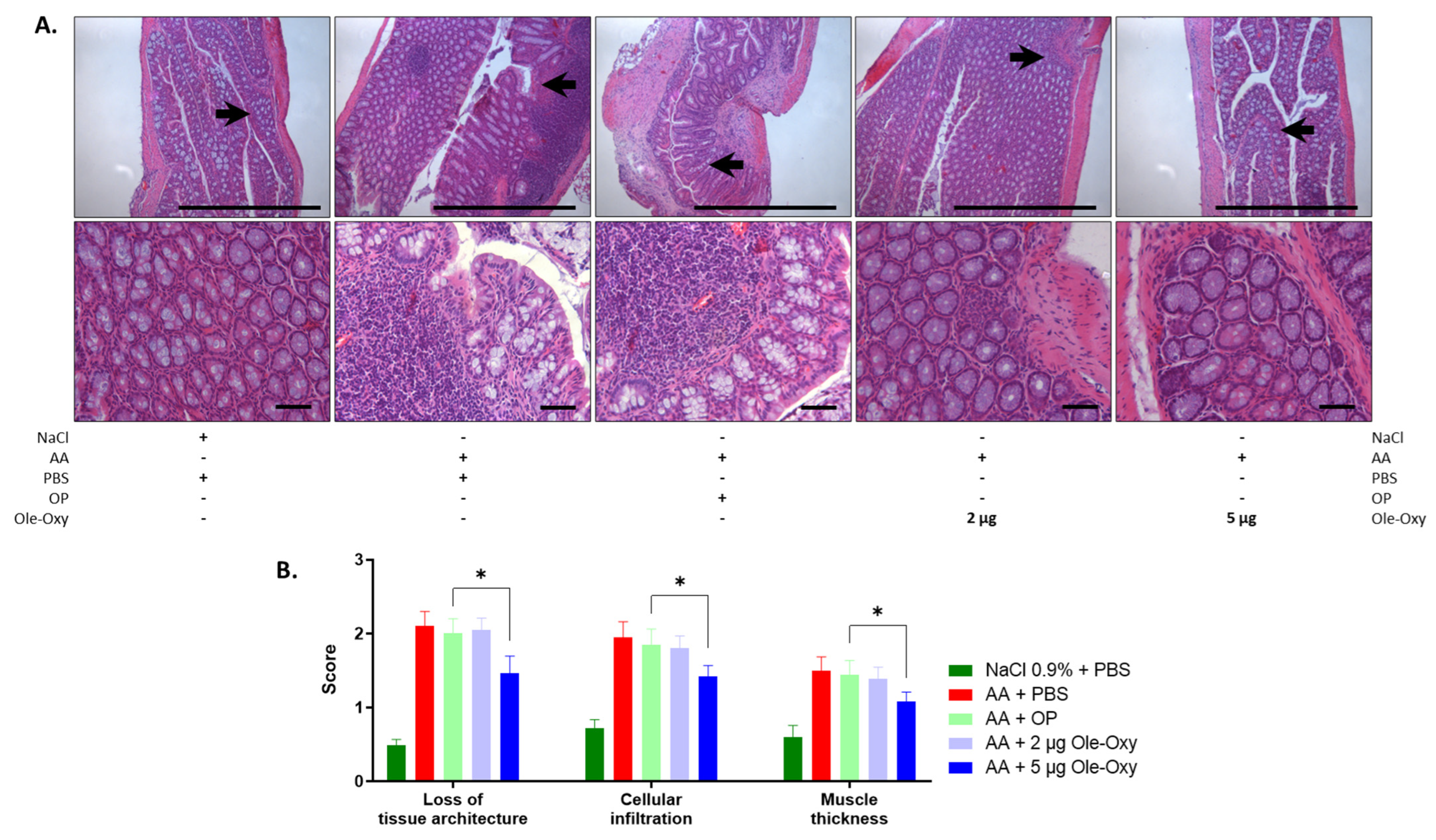 Antioxidants 13 01422 g007