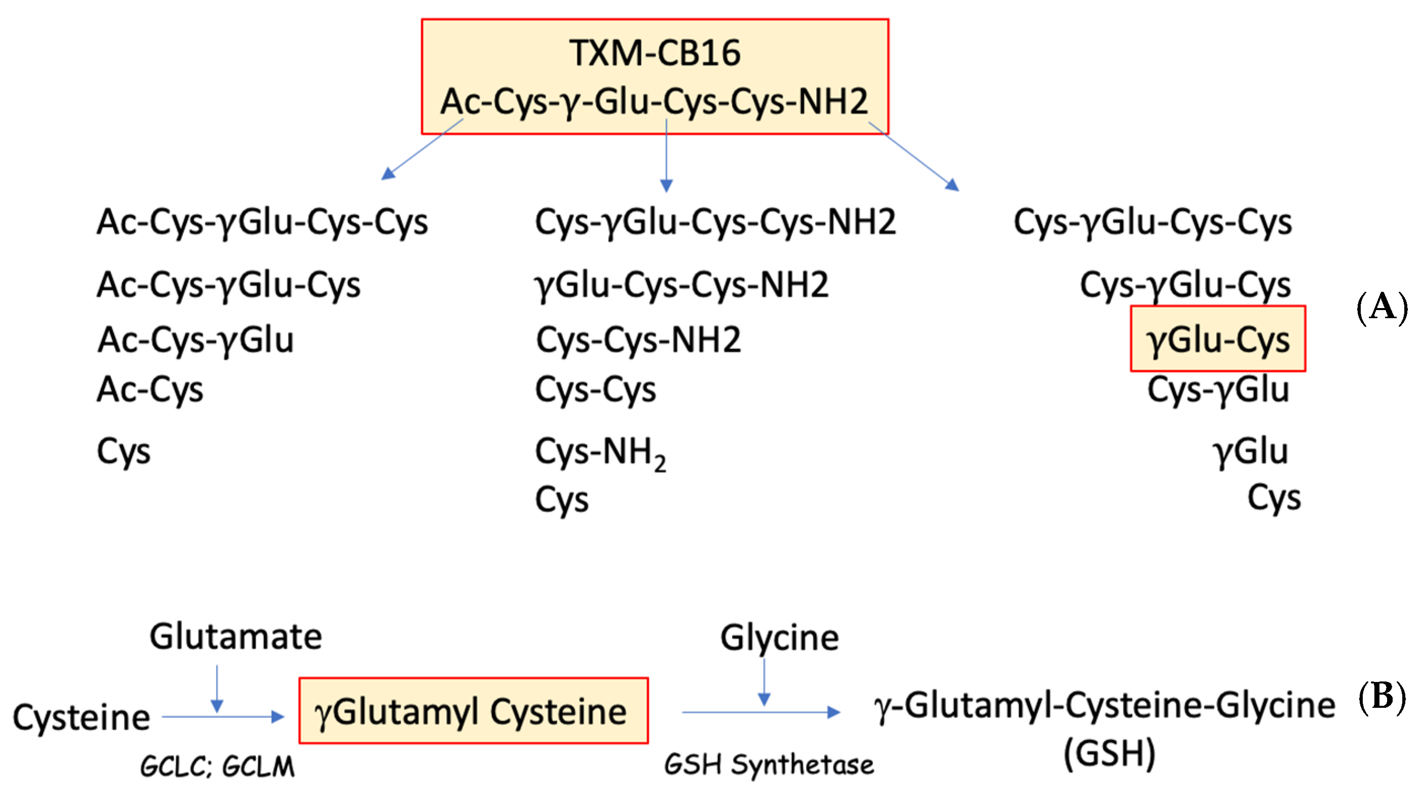 Antioxidants 13 01431 g007