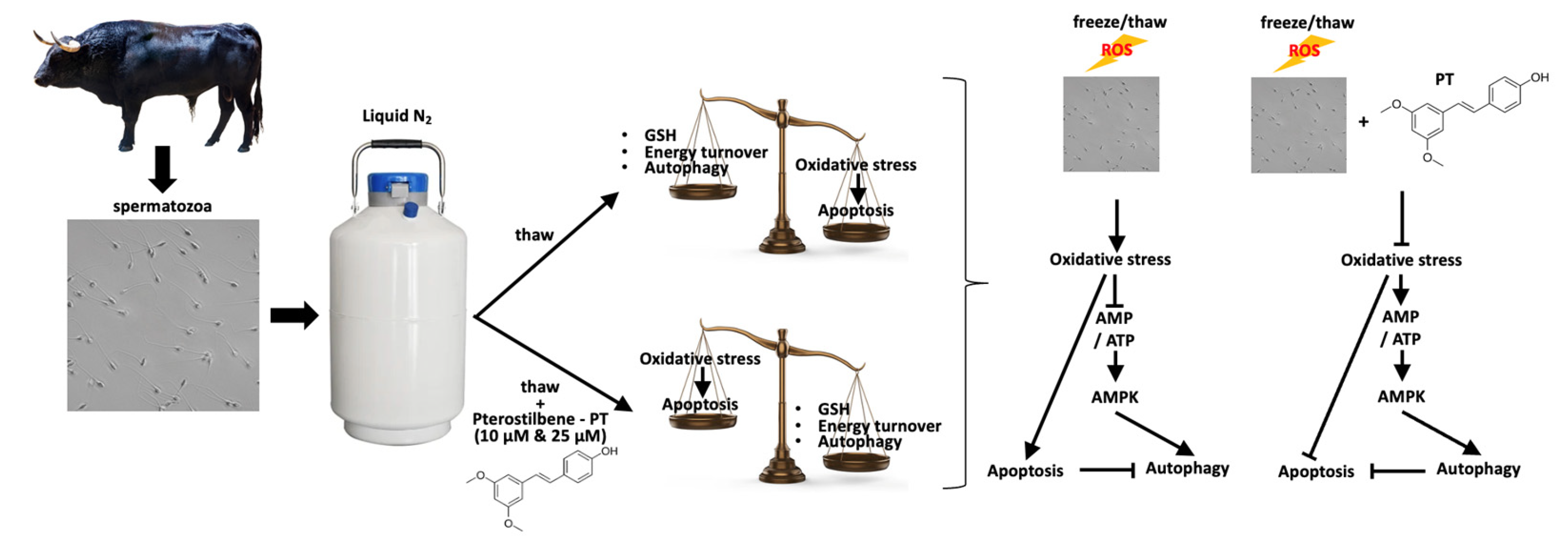 Antioxidants 13 01437 g005
