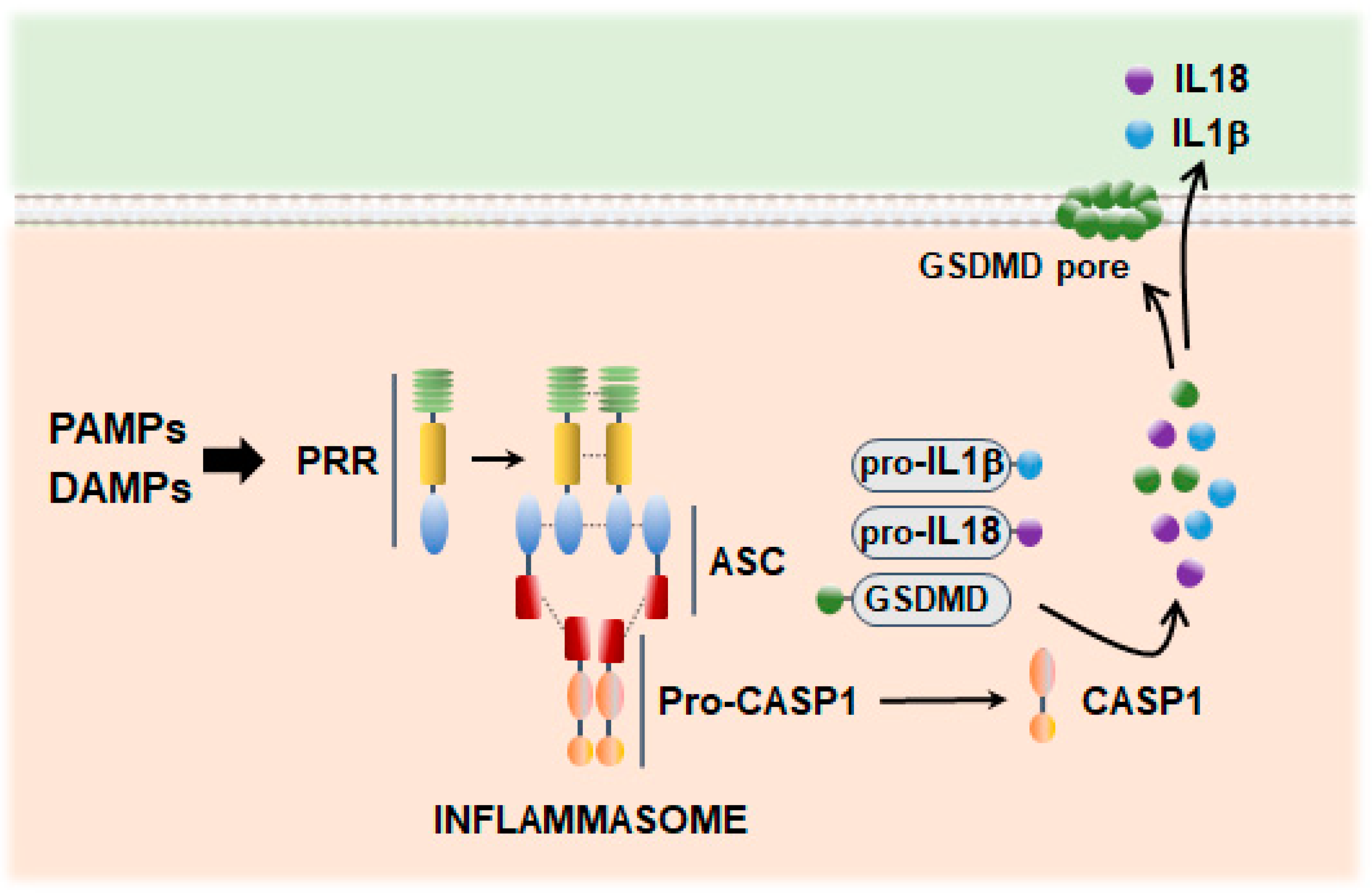 Antioxidants 13 01440 g002