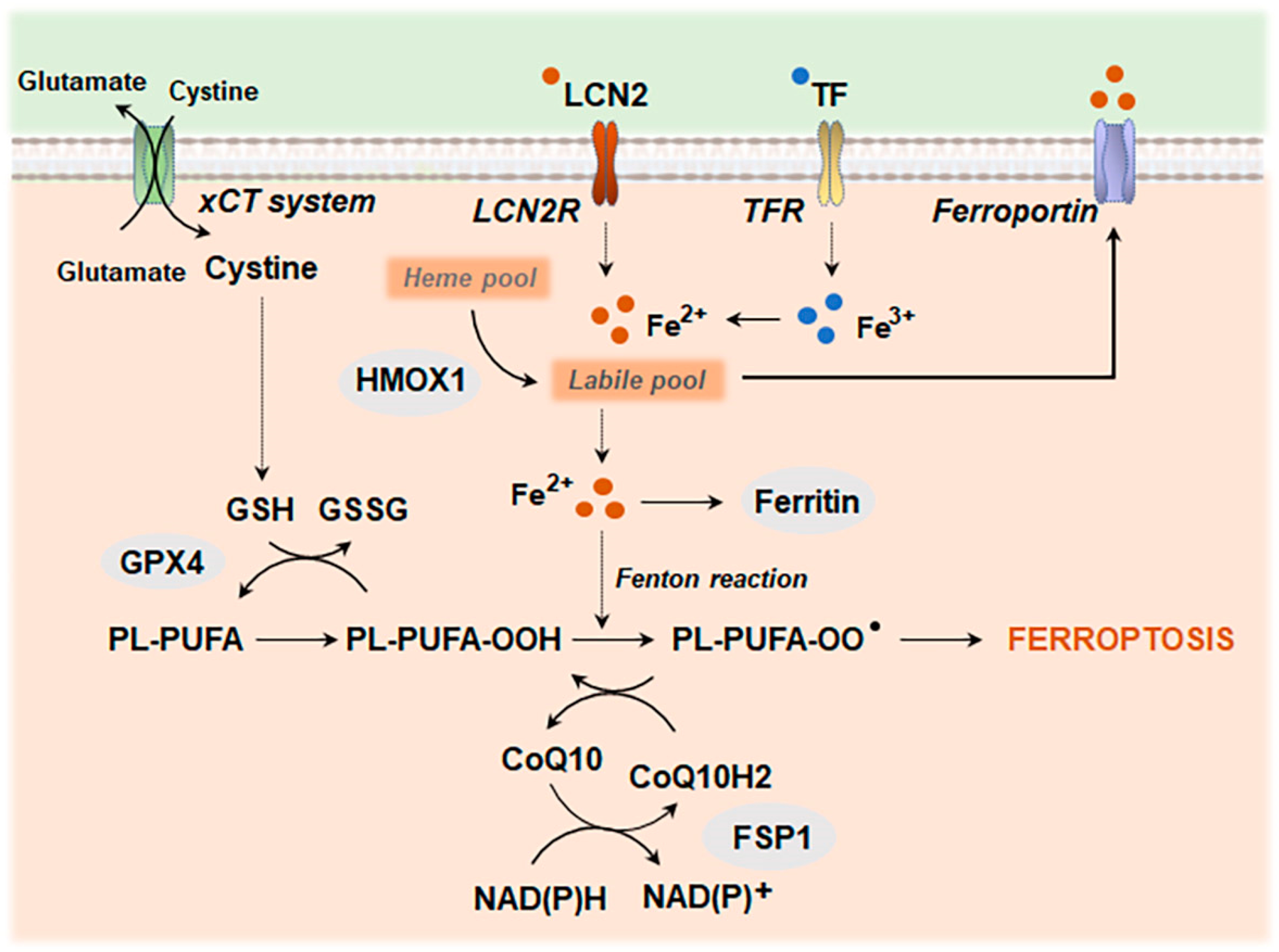 Antioxidants 13 01440 g006