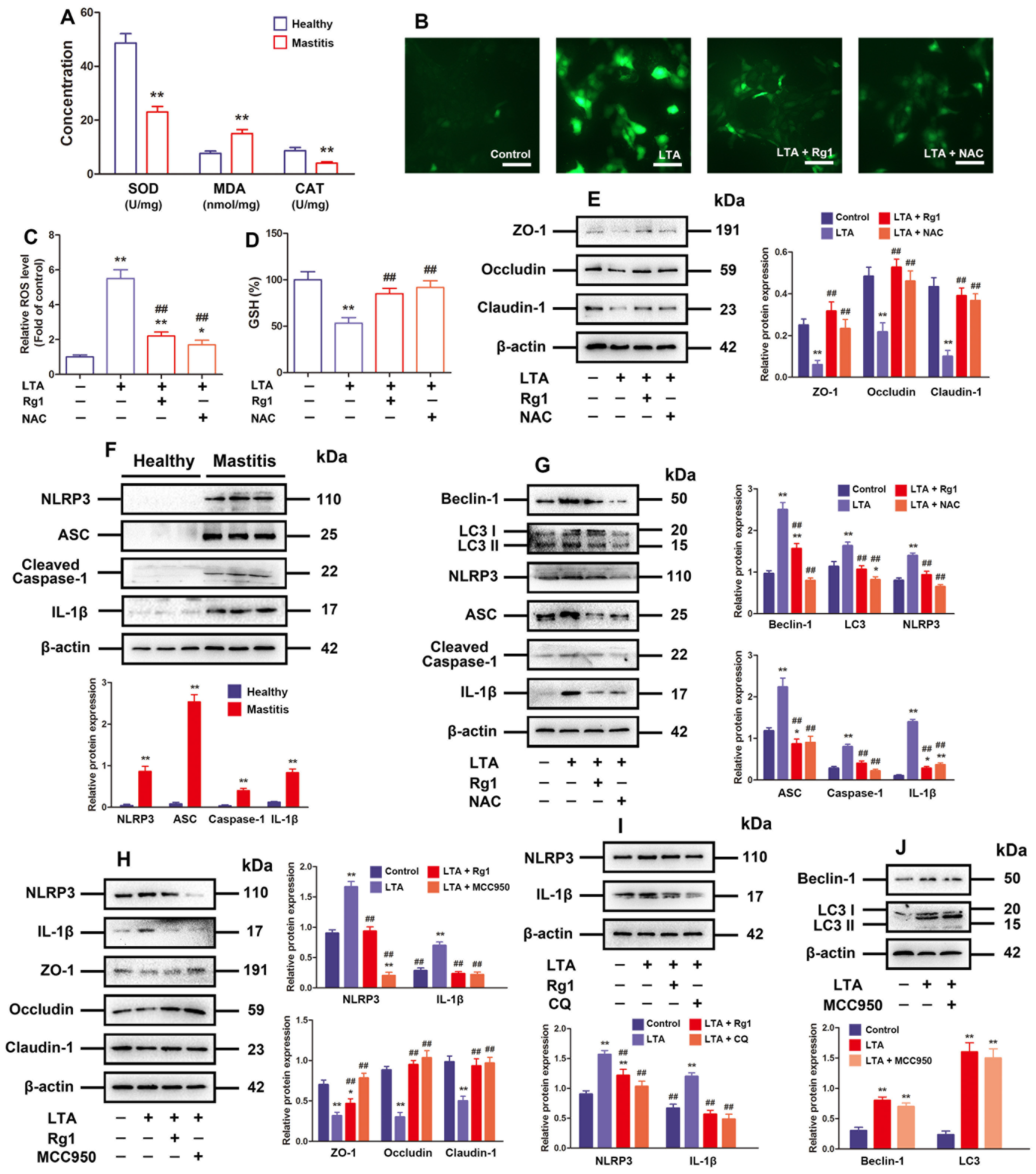 Antioxidants 13 01446 g003