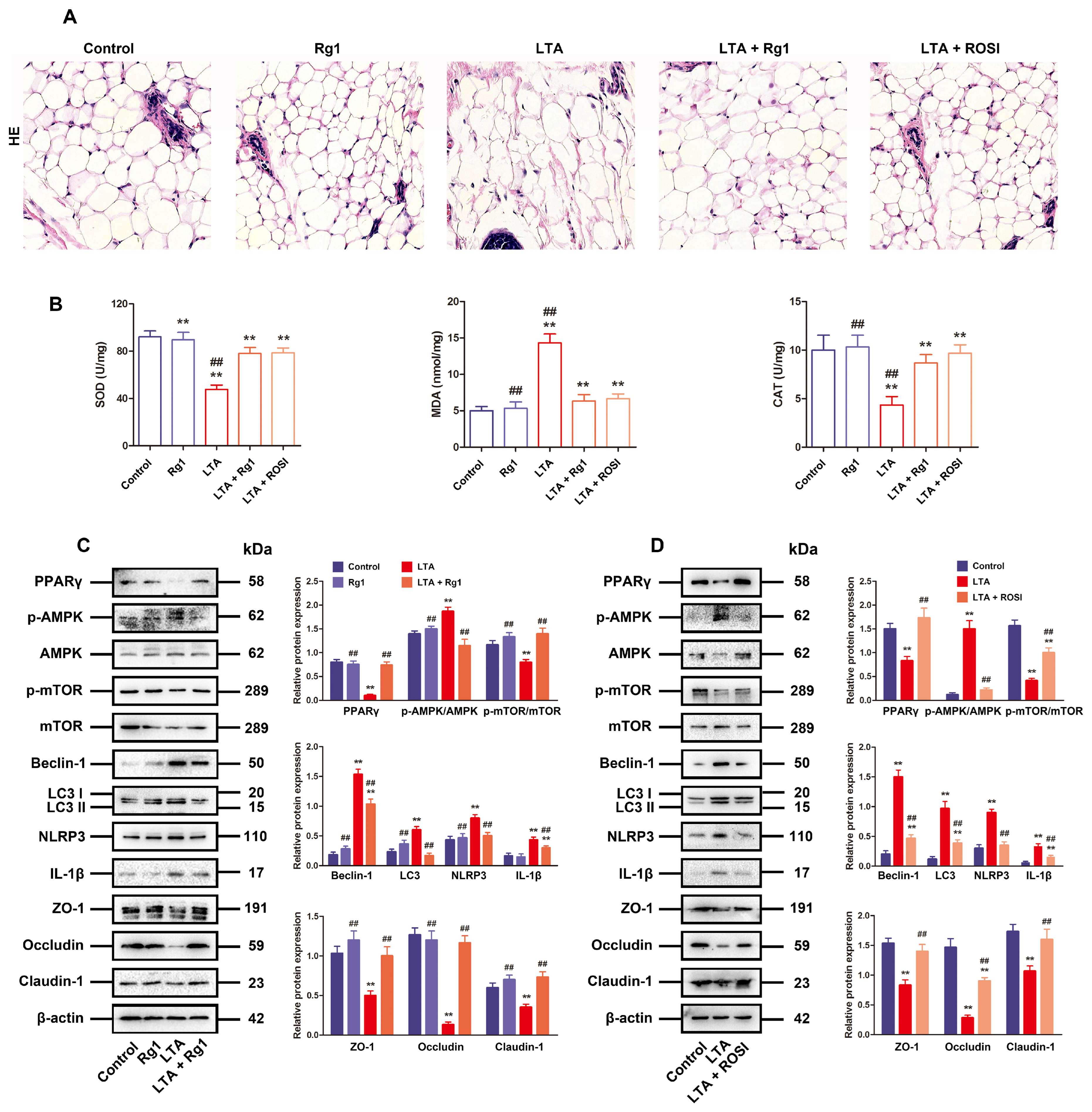 Antioxidants 13 01446 g006