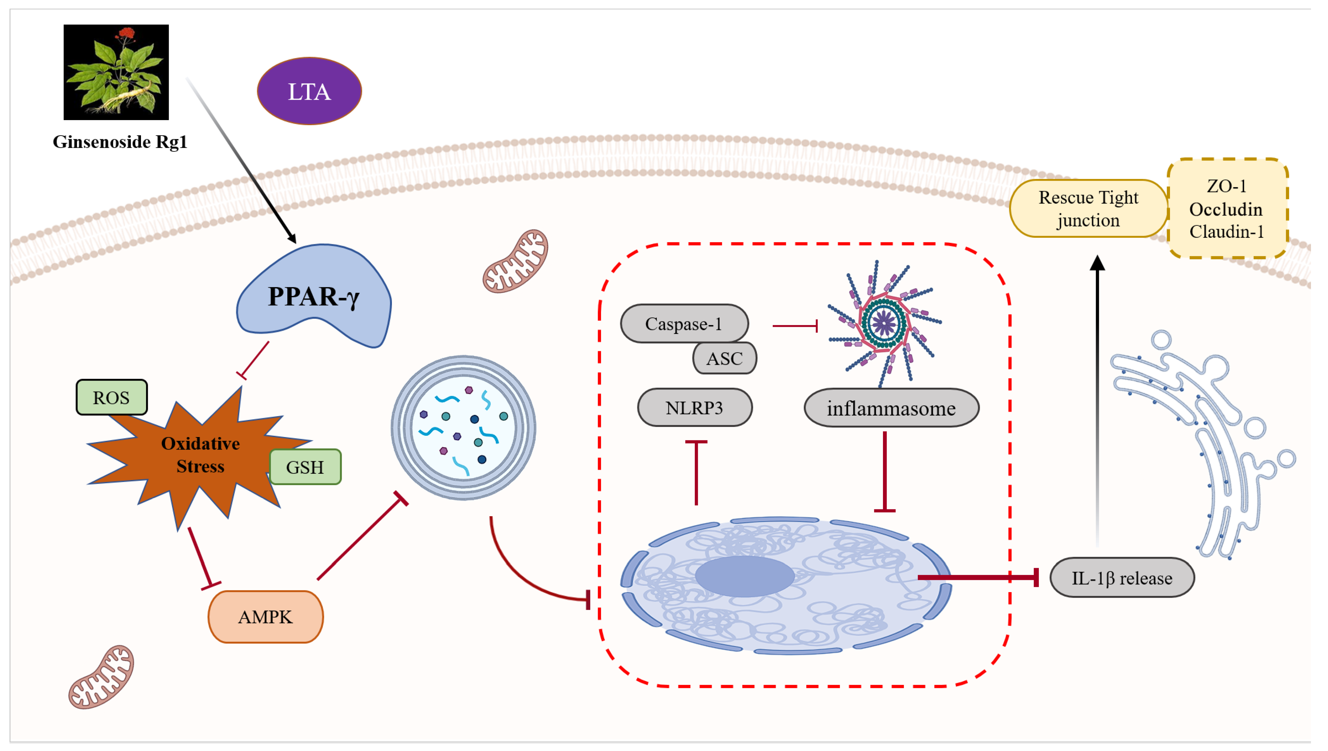 Antioxidants 13 01446 g007