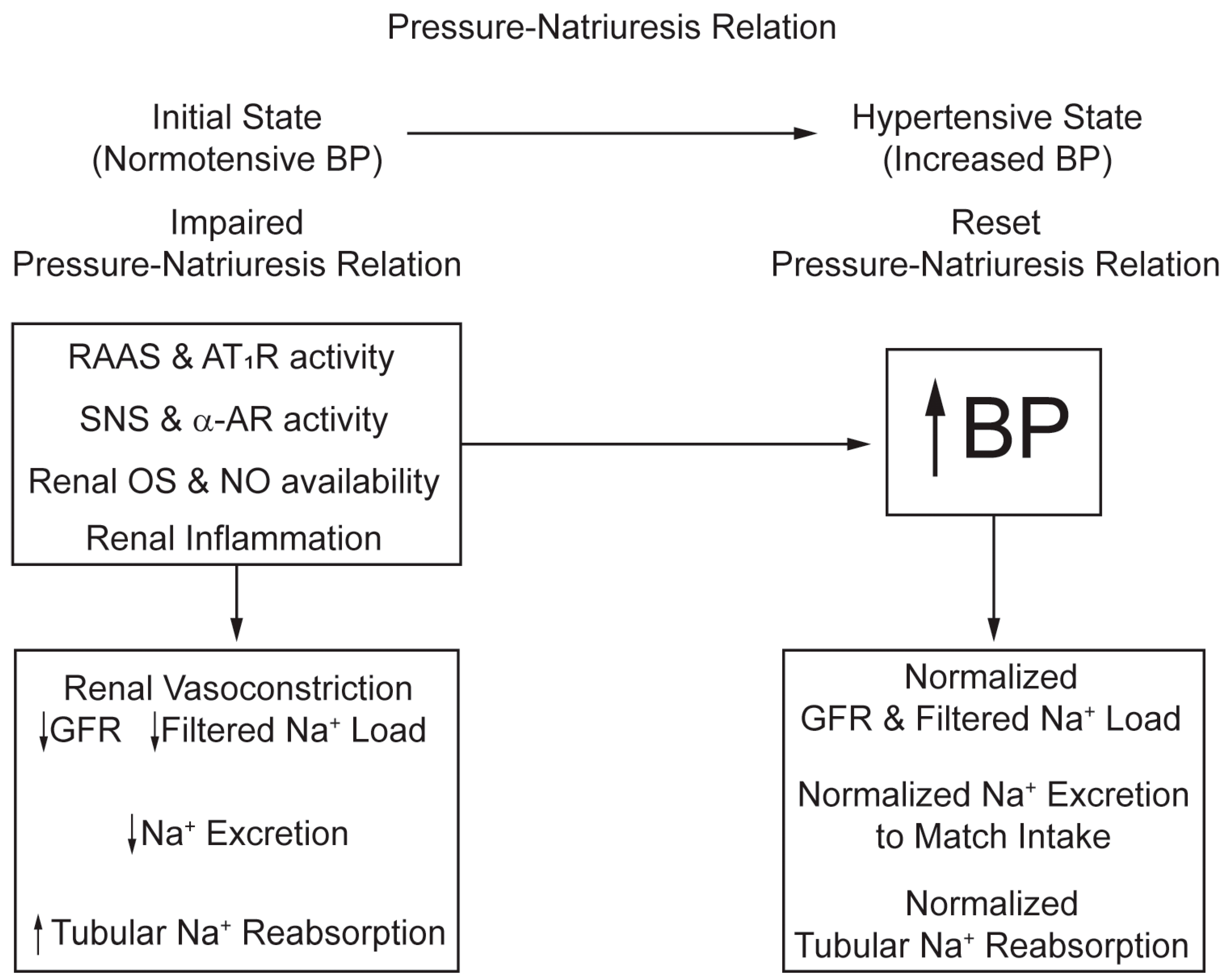 Antioxidants 13 01454 g003 Antioxidants 13 01454 g003