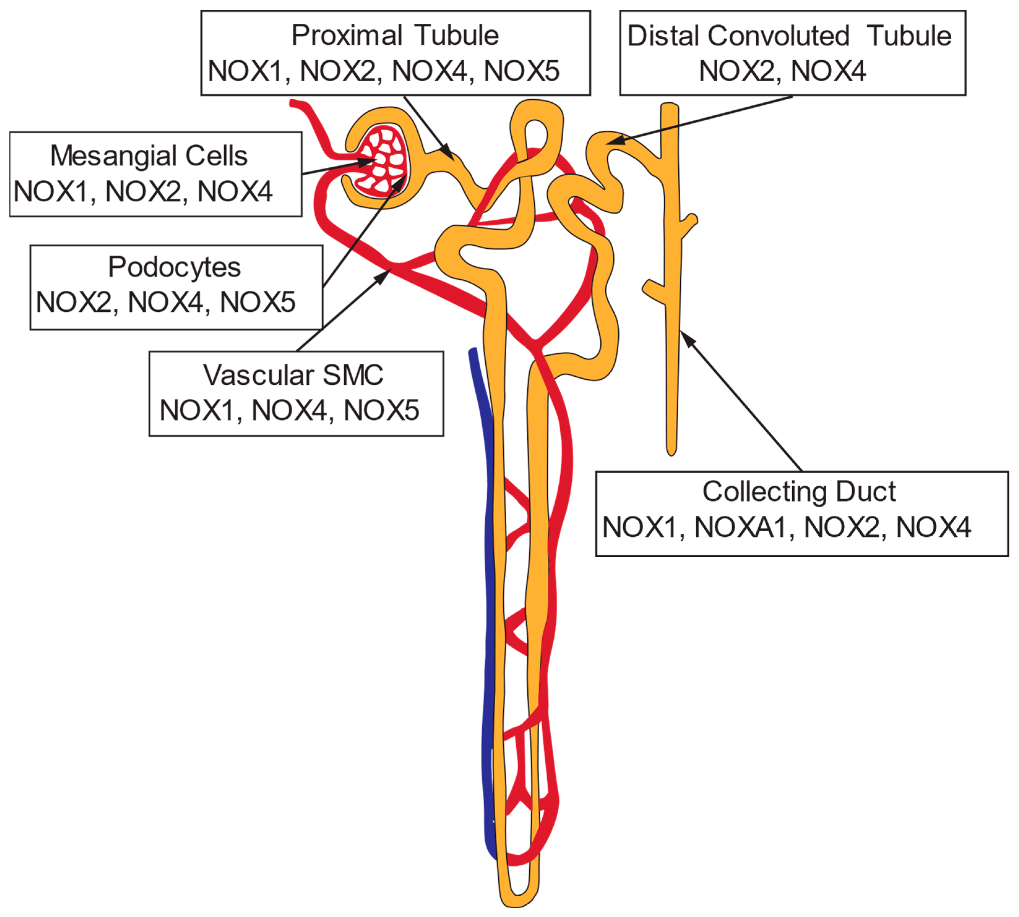 Antioxidants 13 01454 g004 Antioxidants 13 01454 g004