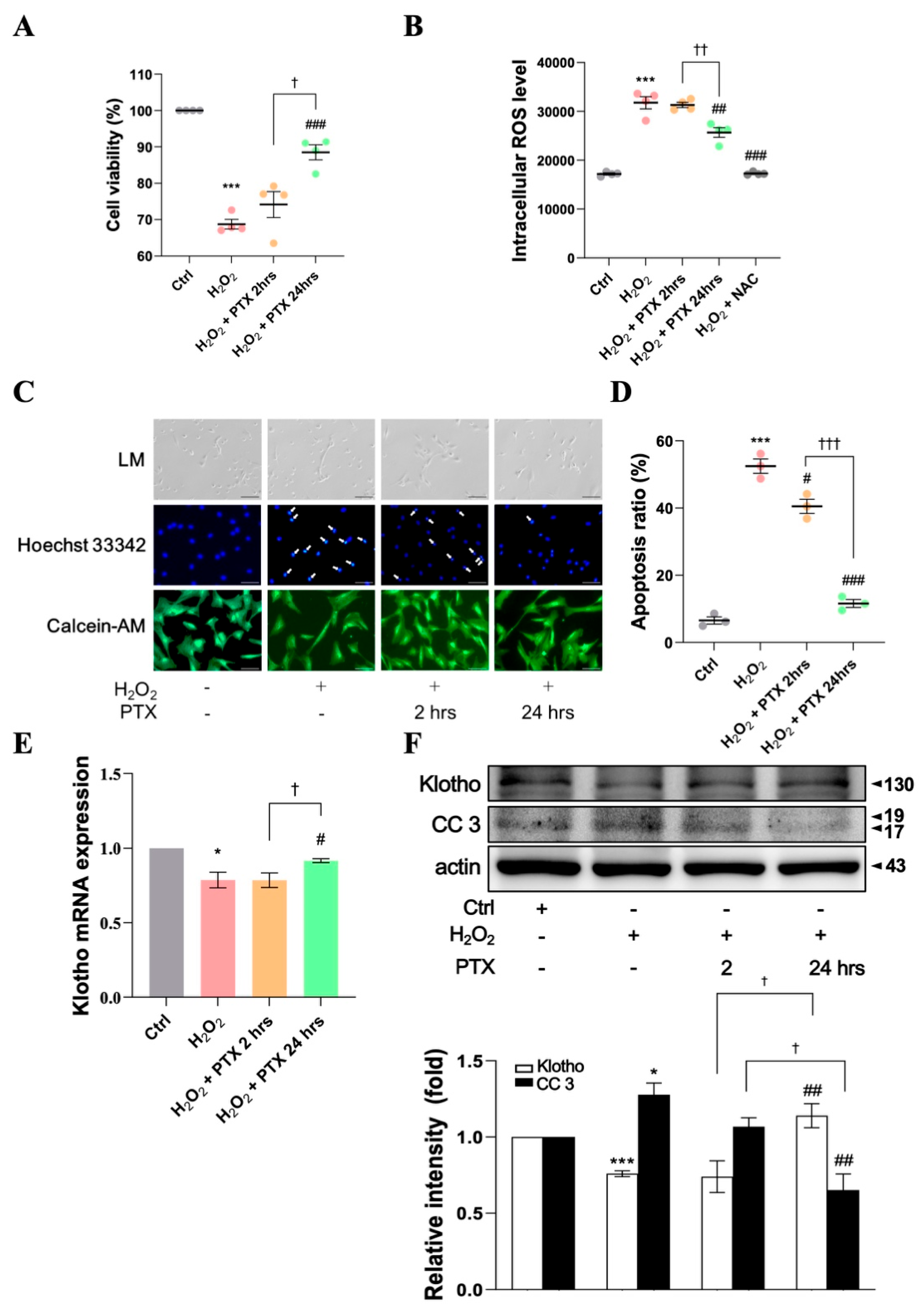 Antioxidants 13 01471 g004