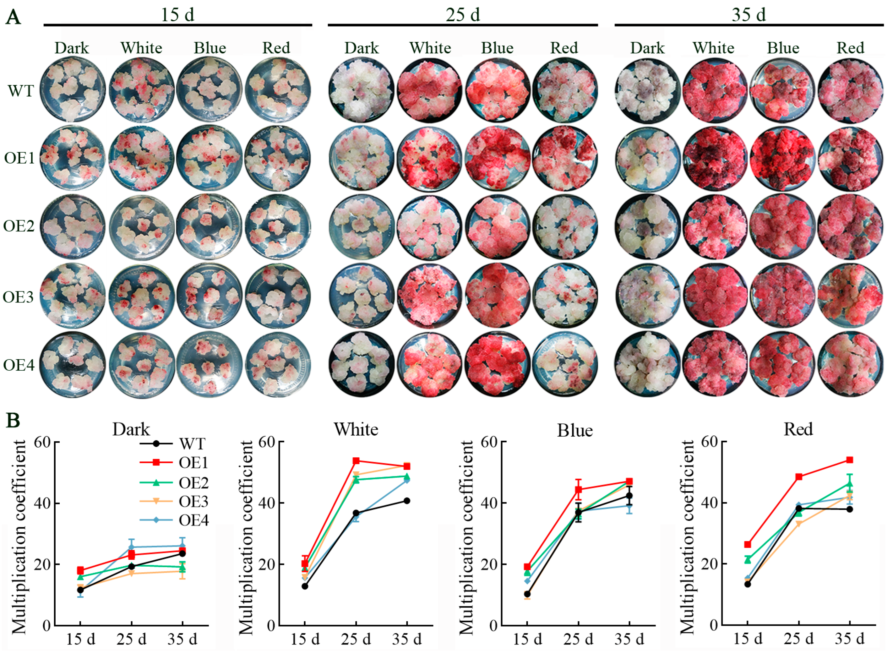 Antioxidants 13 01472 g002