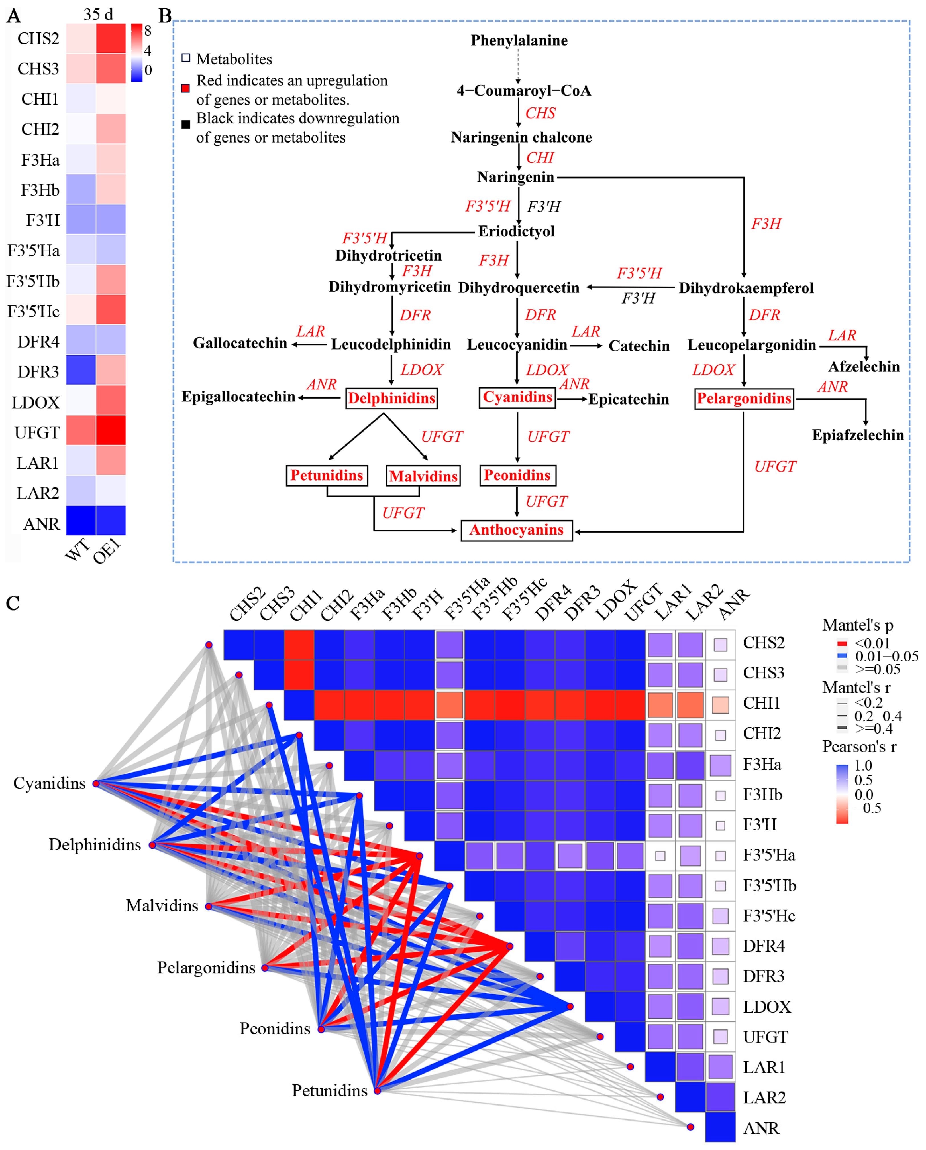 Antioxidants 13 01472 g005