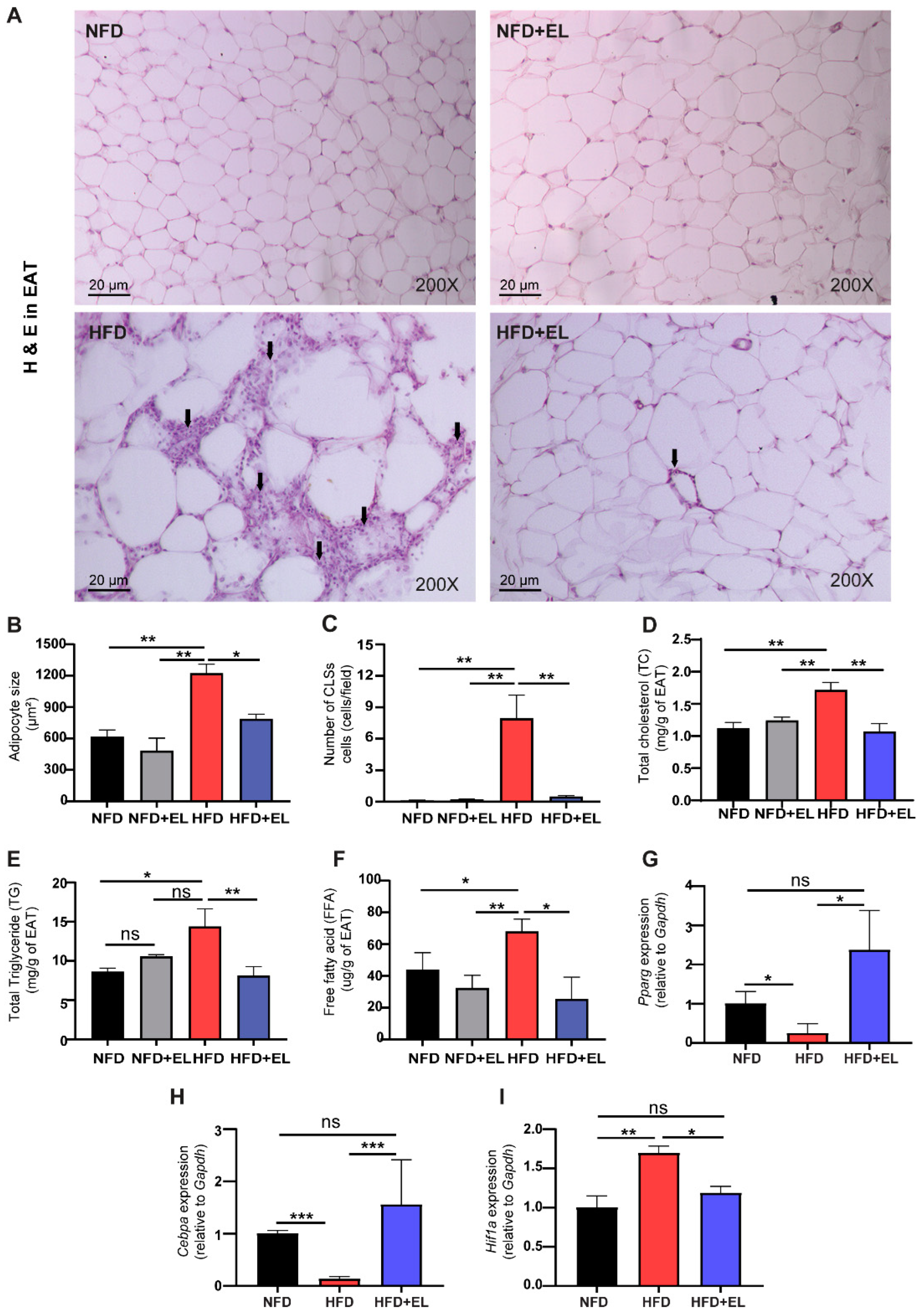 Antioxidants 13 01485 g003 Antioxidants 13 01485 g003