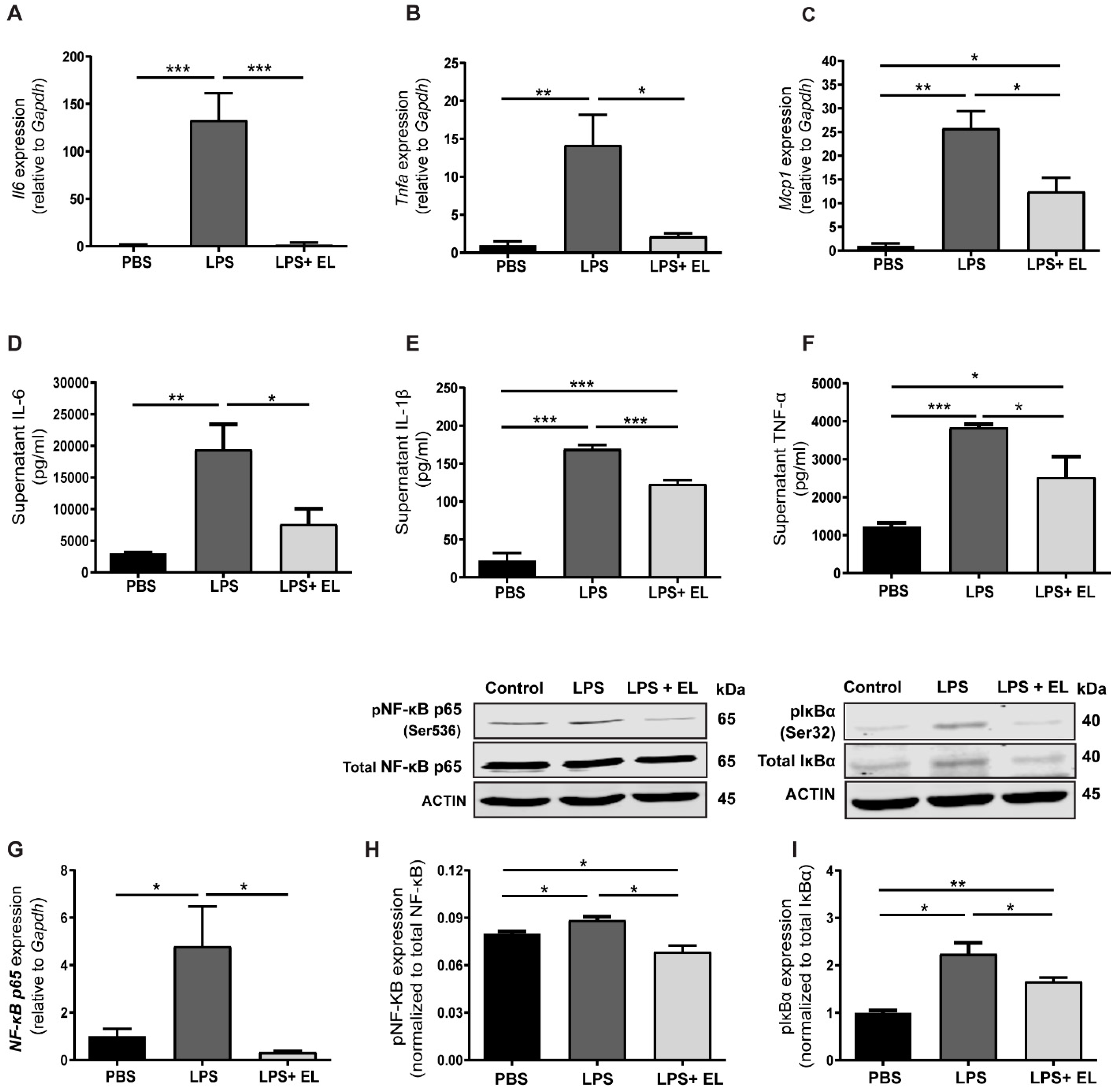Antioxidants 13 01485 g008 Antioxidants 13 01485 g008