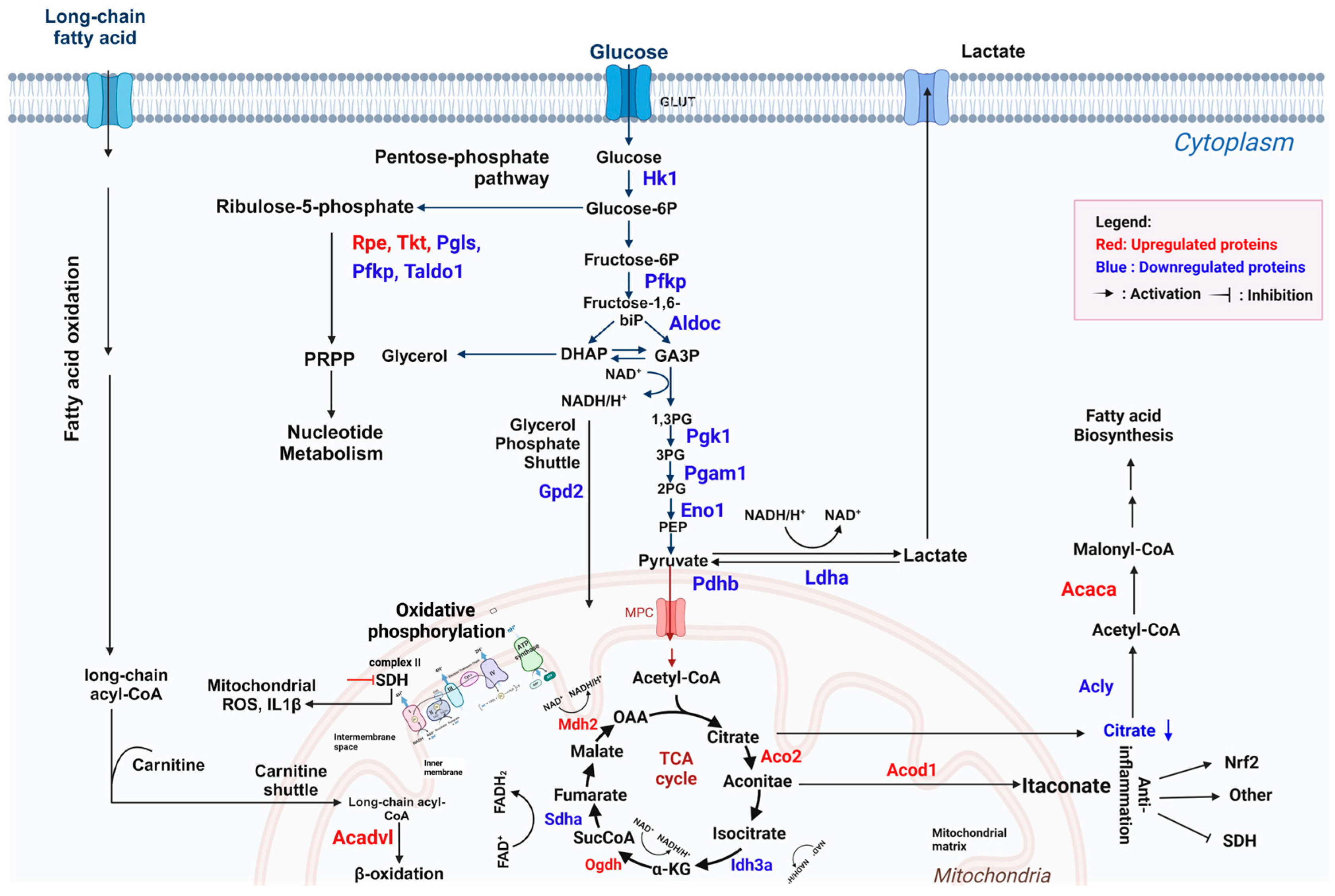 Antioxidants 13 01485 g010 Antioxidants 13 01485 g010