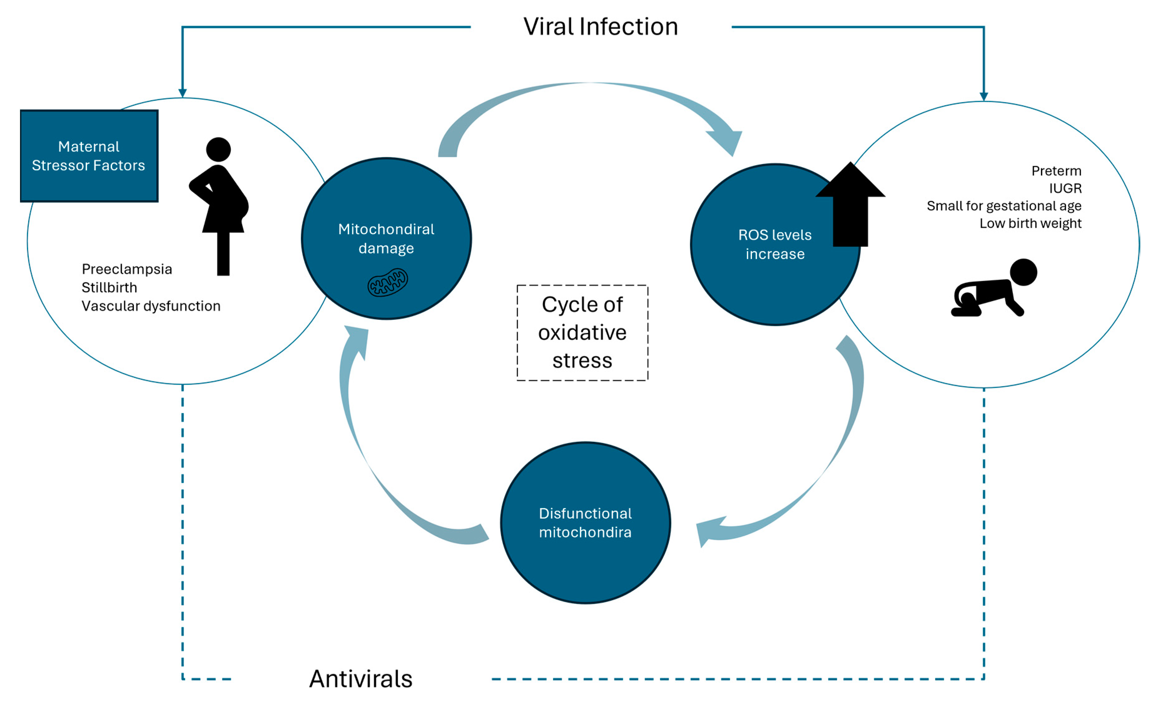 Antioxidants 13 01518 g001 Antioxidants 13 01518 g001