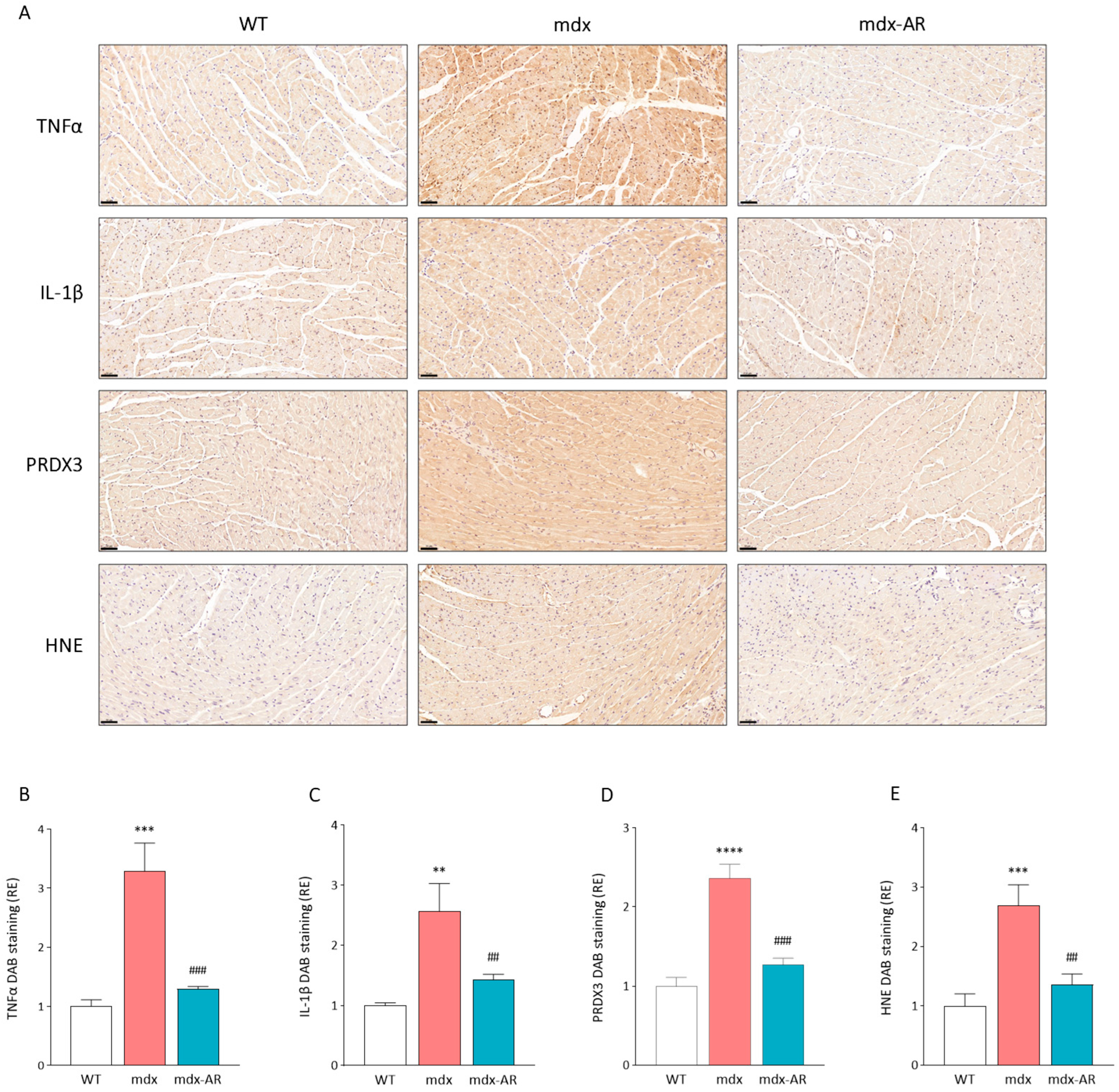 Antioxidants 13 01551 g003