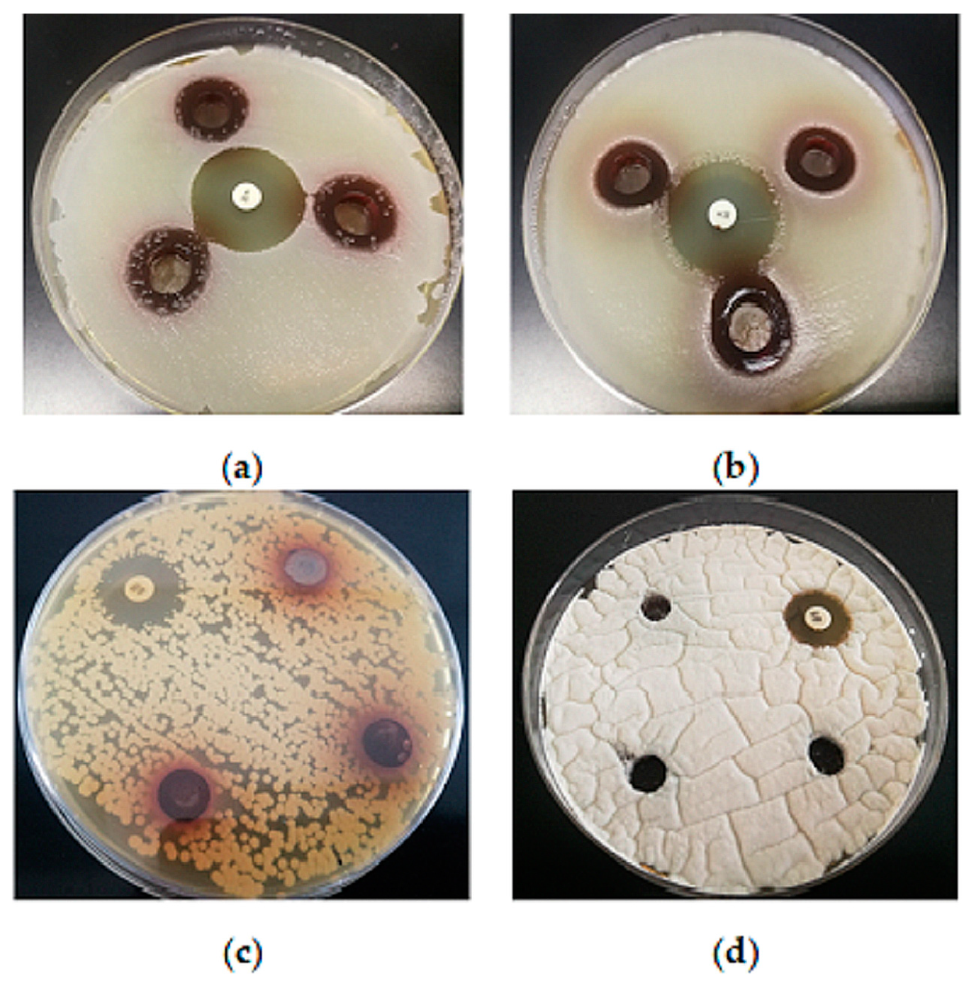 Antioxidants 13 01582 g004