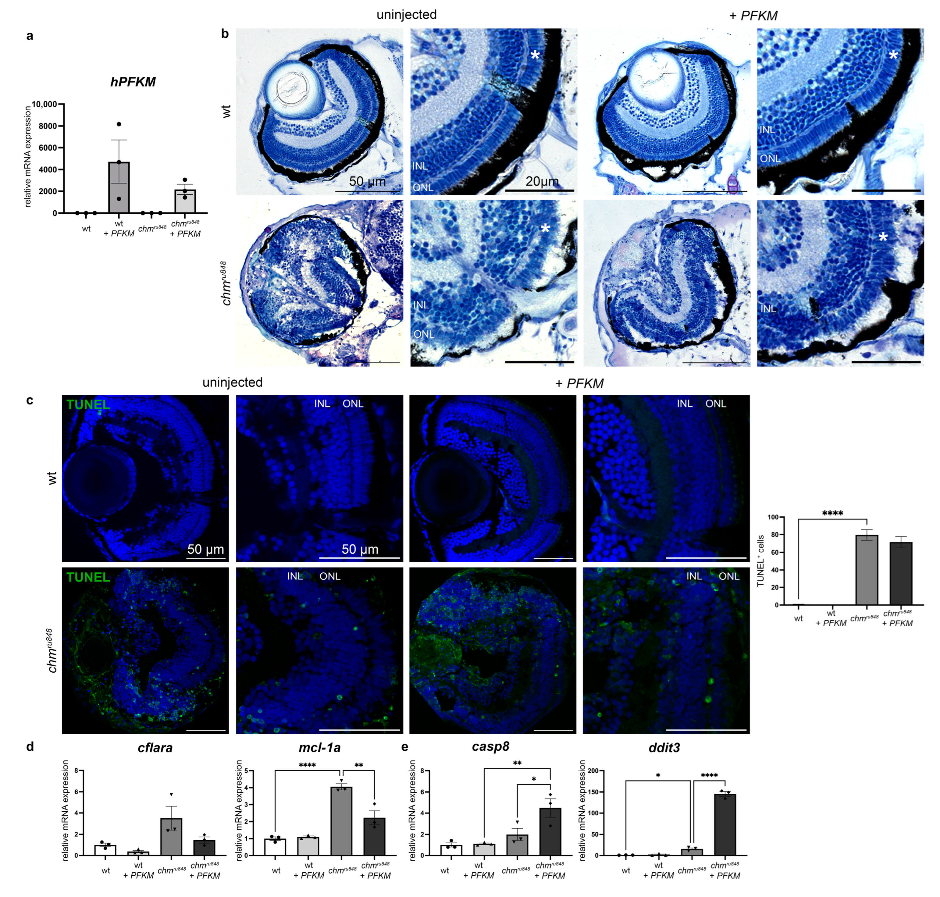 Antioxidants 13 01587 g004 Antioxidants 13 01587 g004