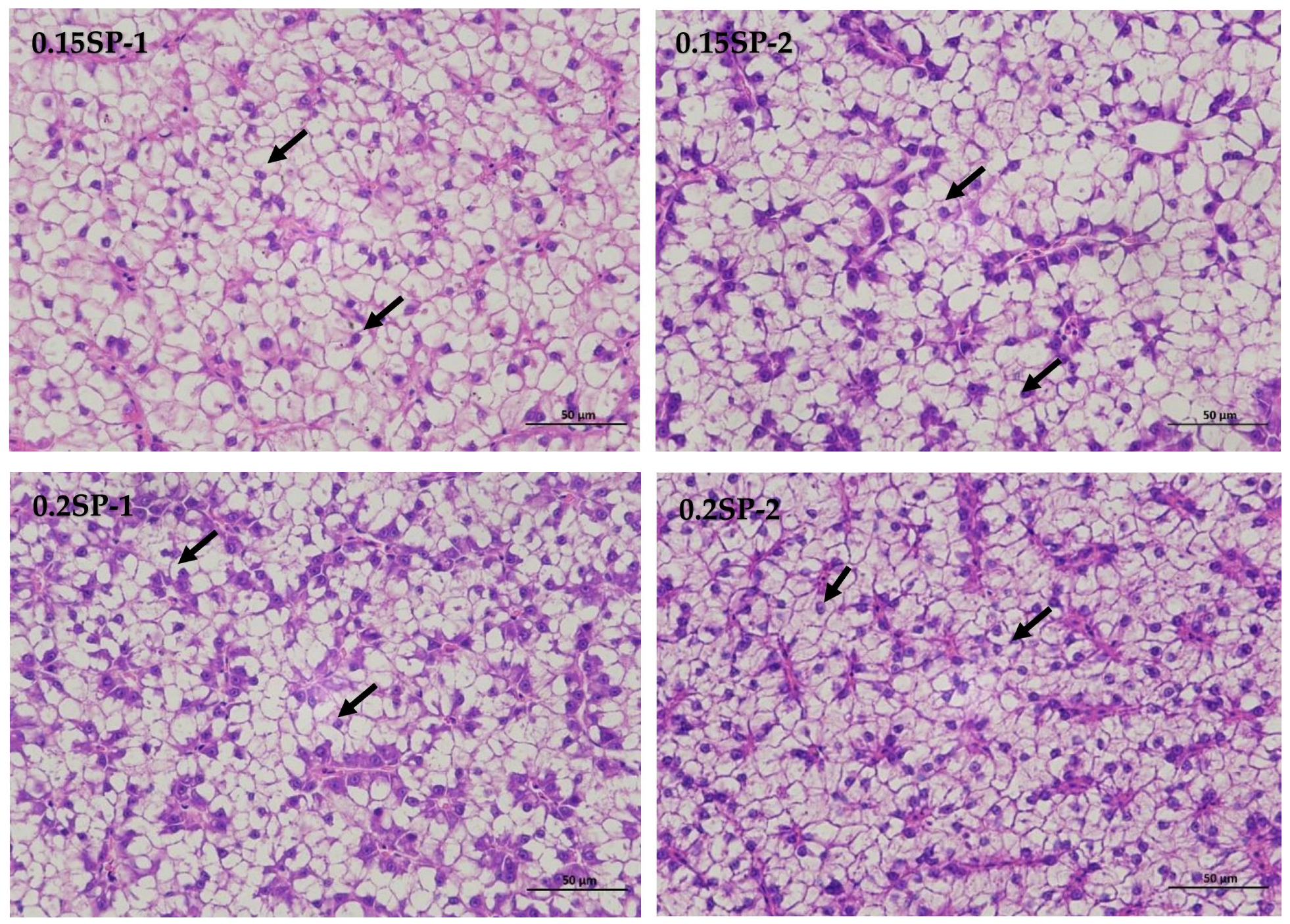 Antioxidants 14 00052 g001b
