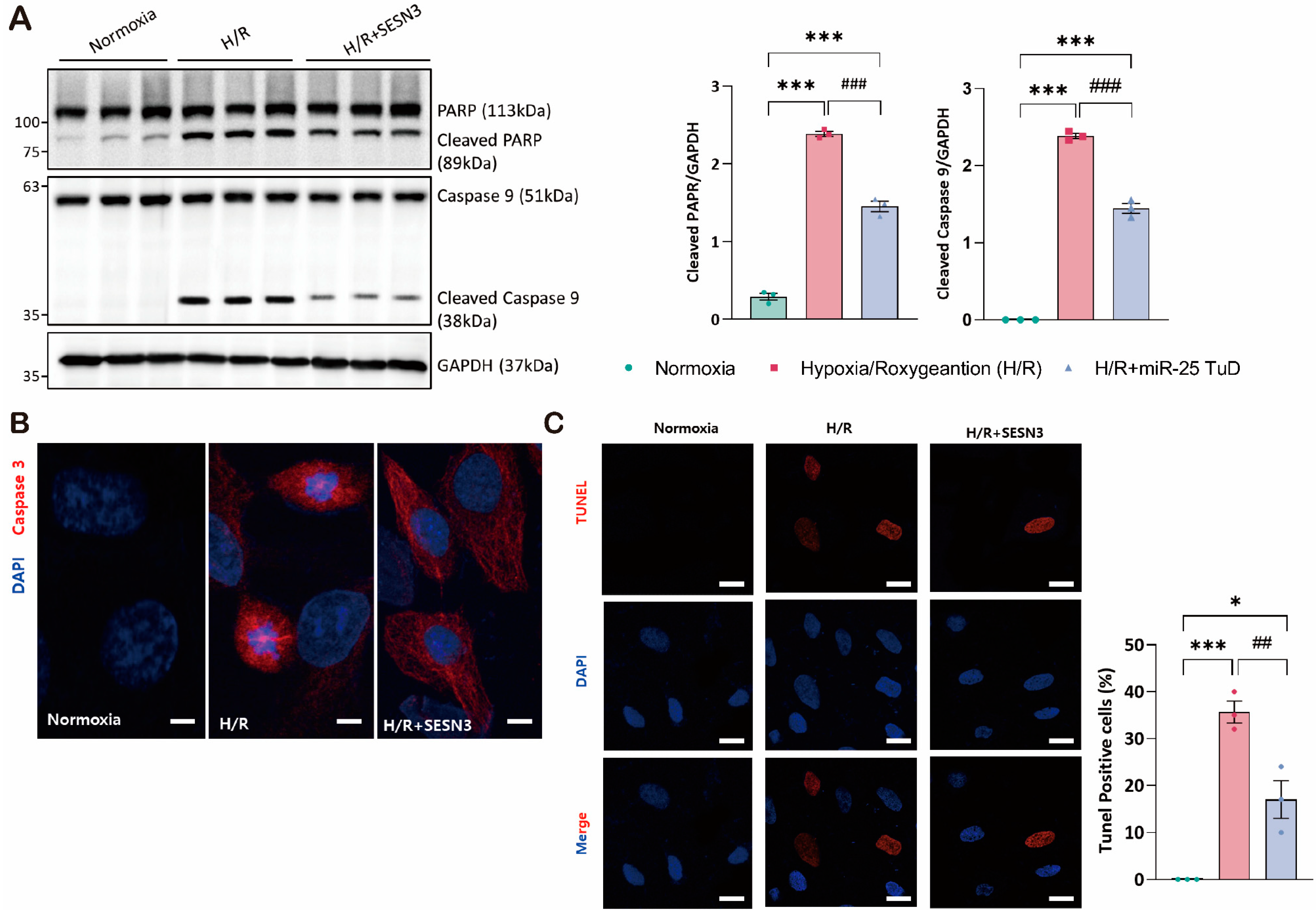 Antioxidants 14 00061 g002 Antioxidants 14 00061 g002