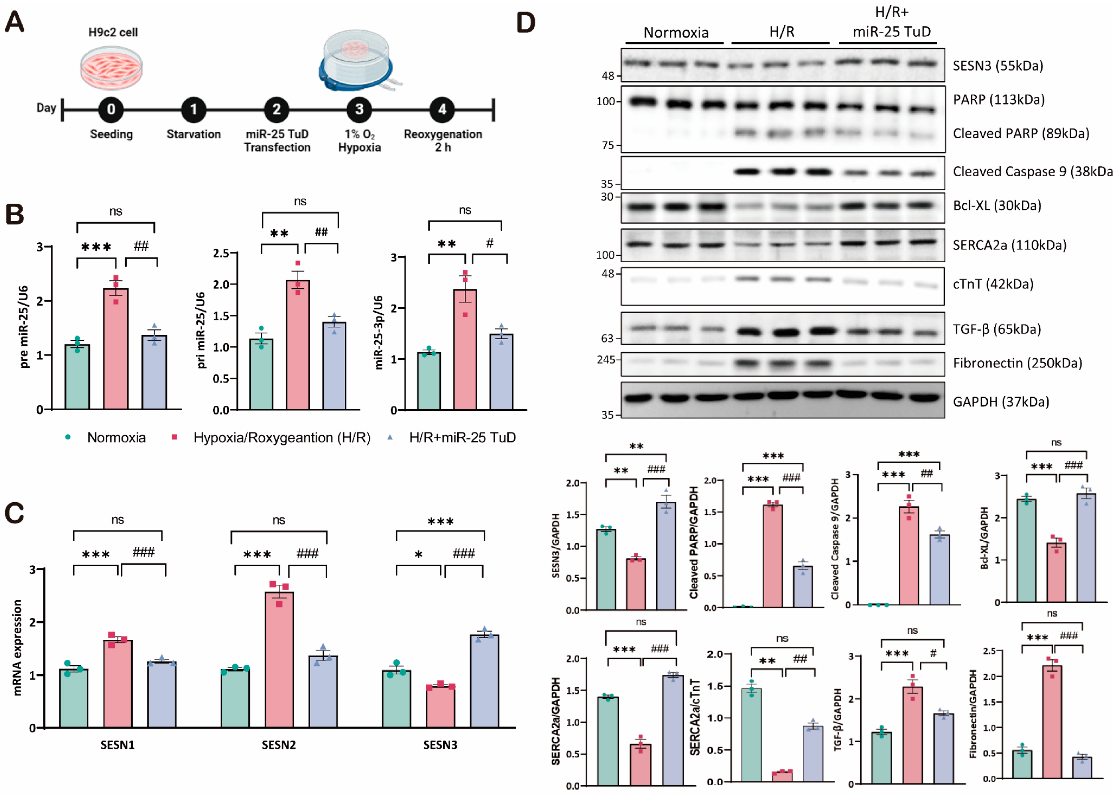 Antioxidants 14 00061 g003 Antioxidants 14 00061 g003
