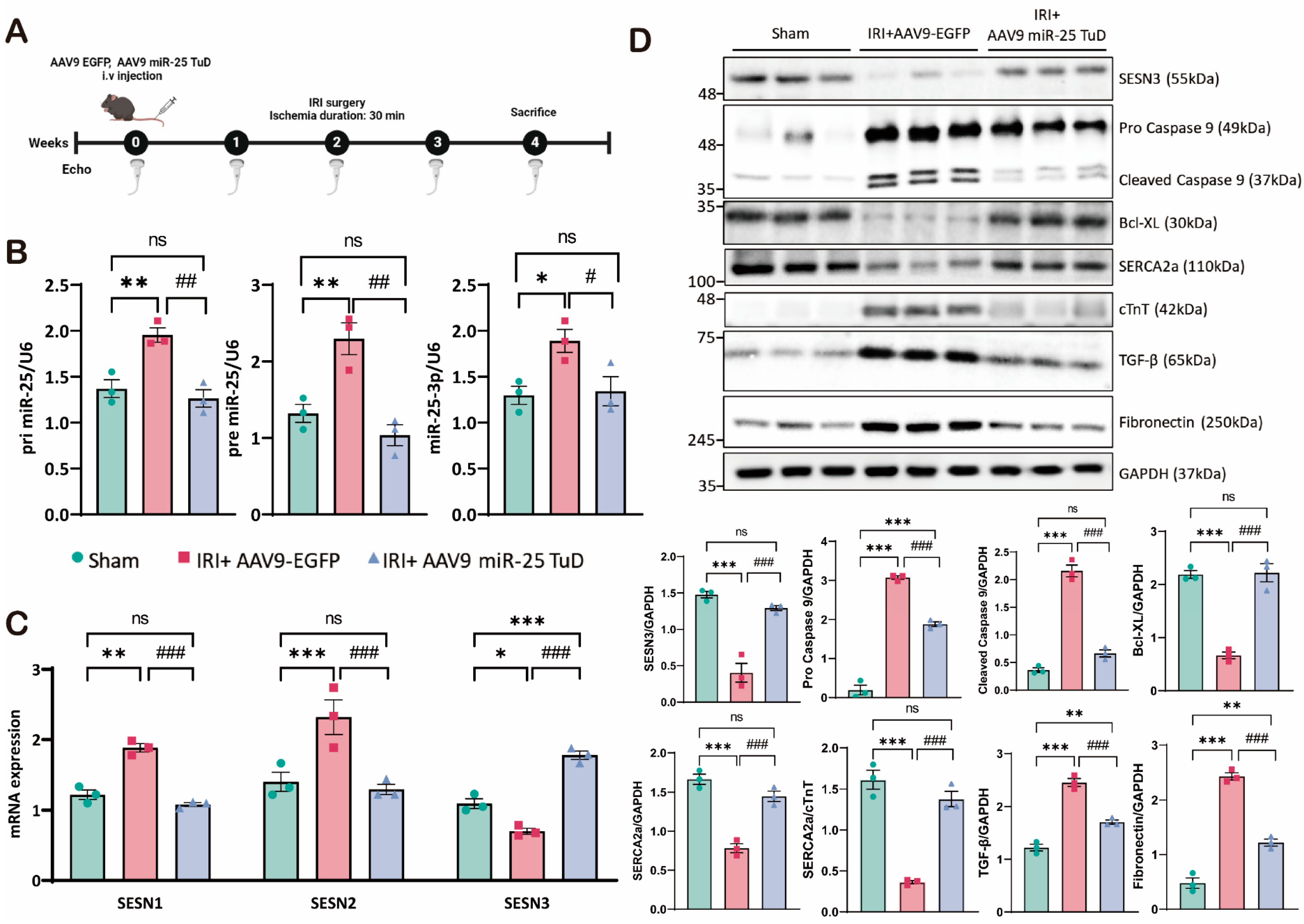Antioxidants 14 00061 g004 Antioxidants 14 00061 g004