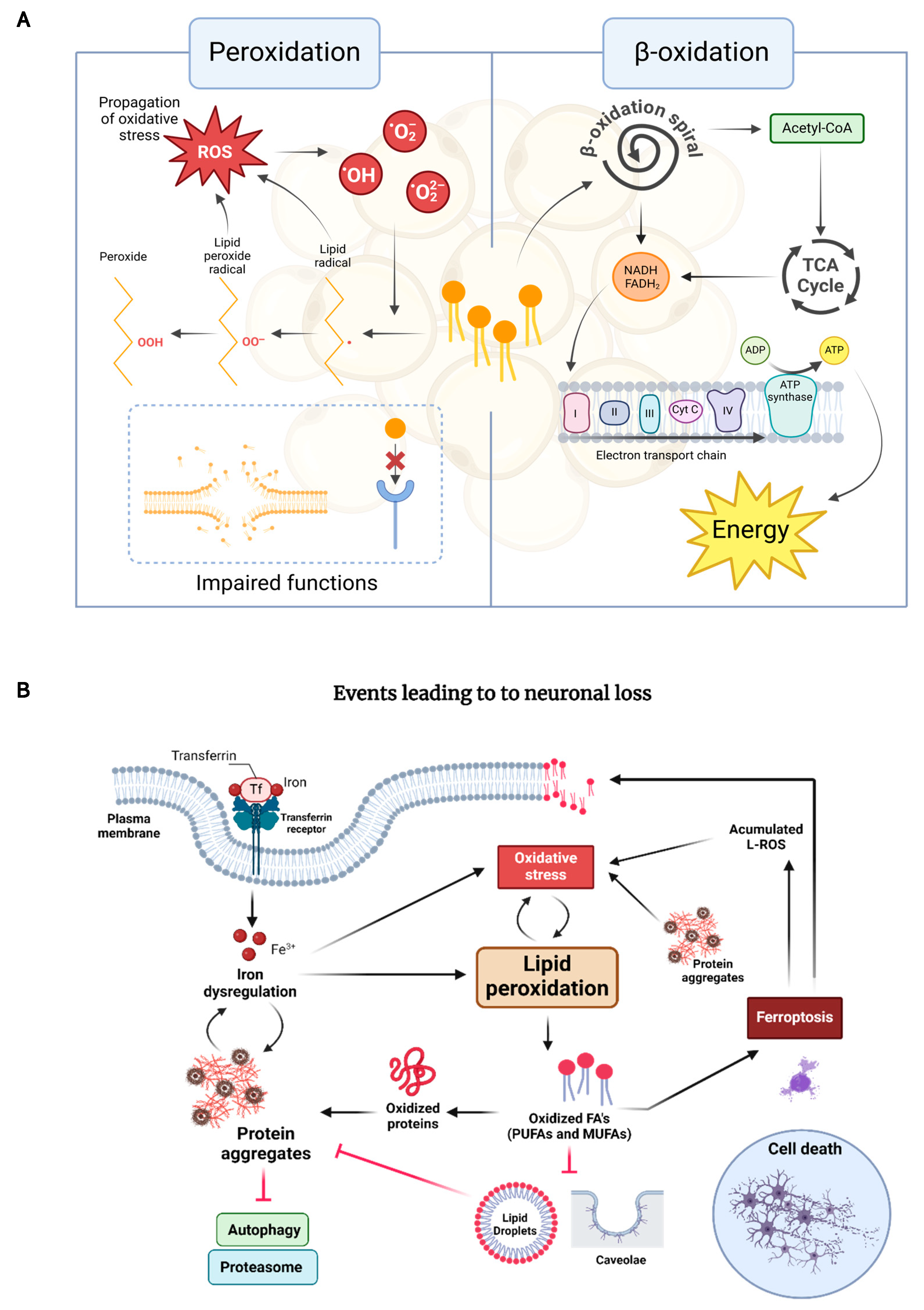 Antioxidants 14 00078 g001