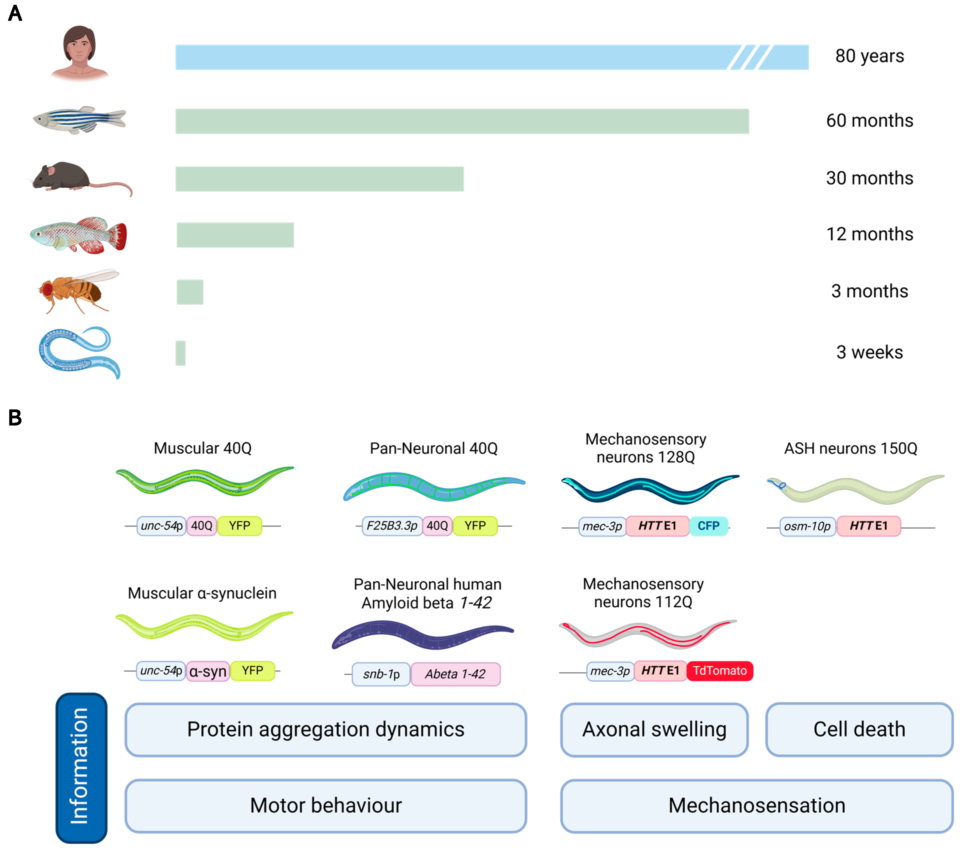Antioxidants 14 00078 g002