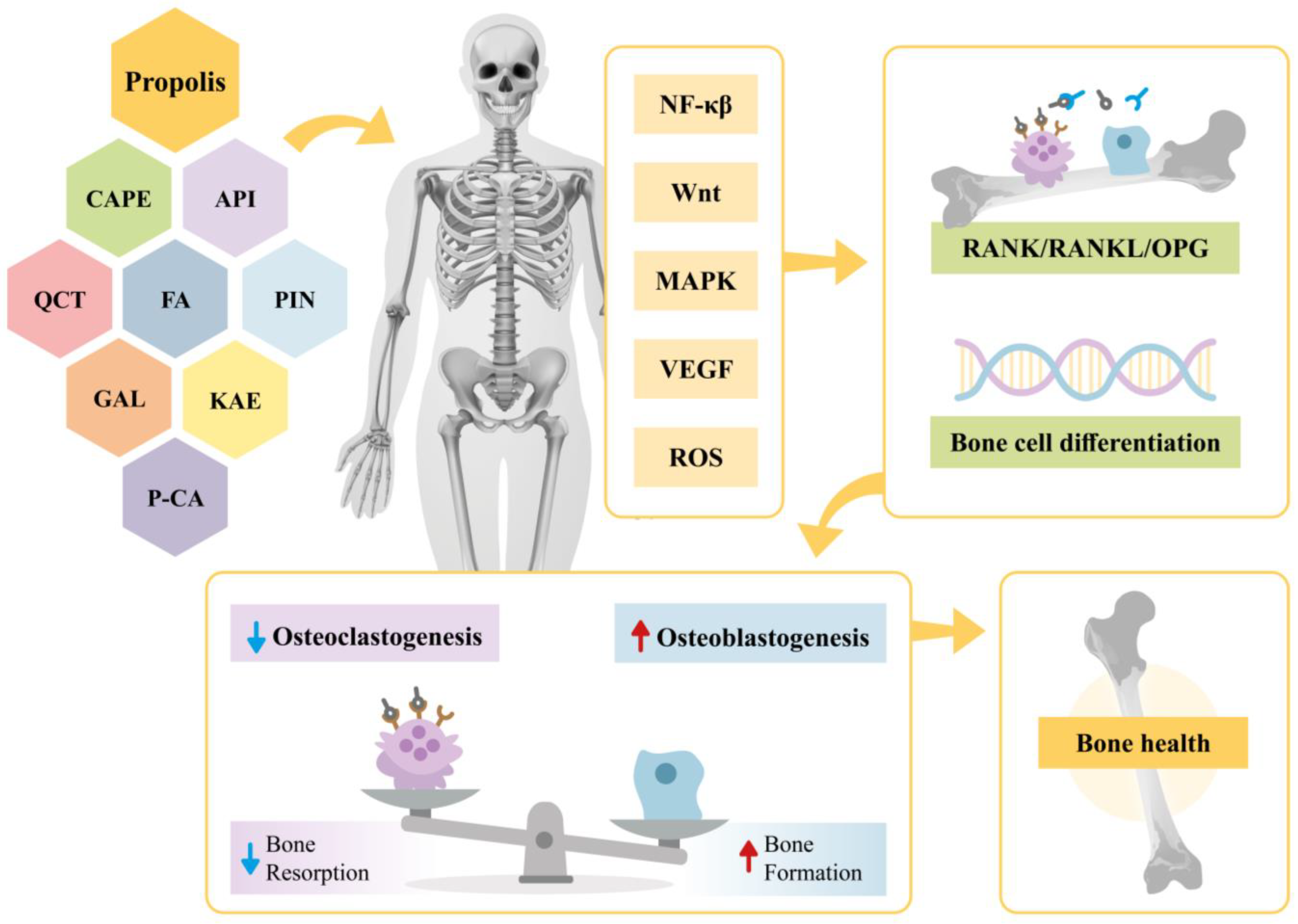 Antioxidants 14 00081 g002