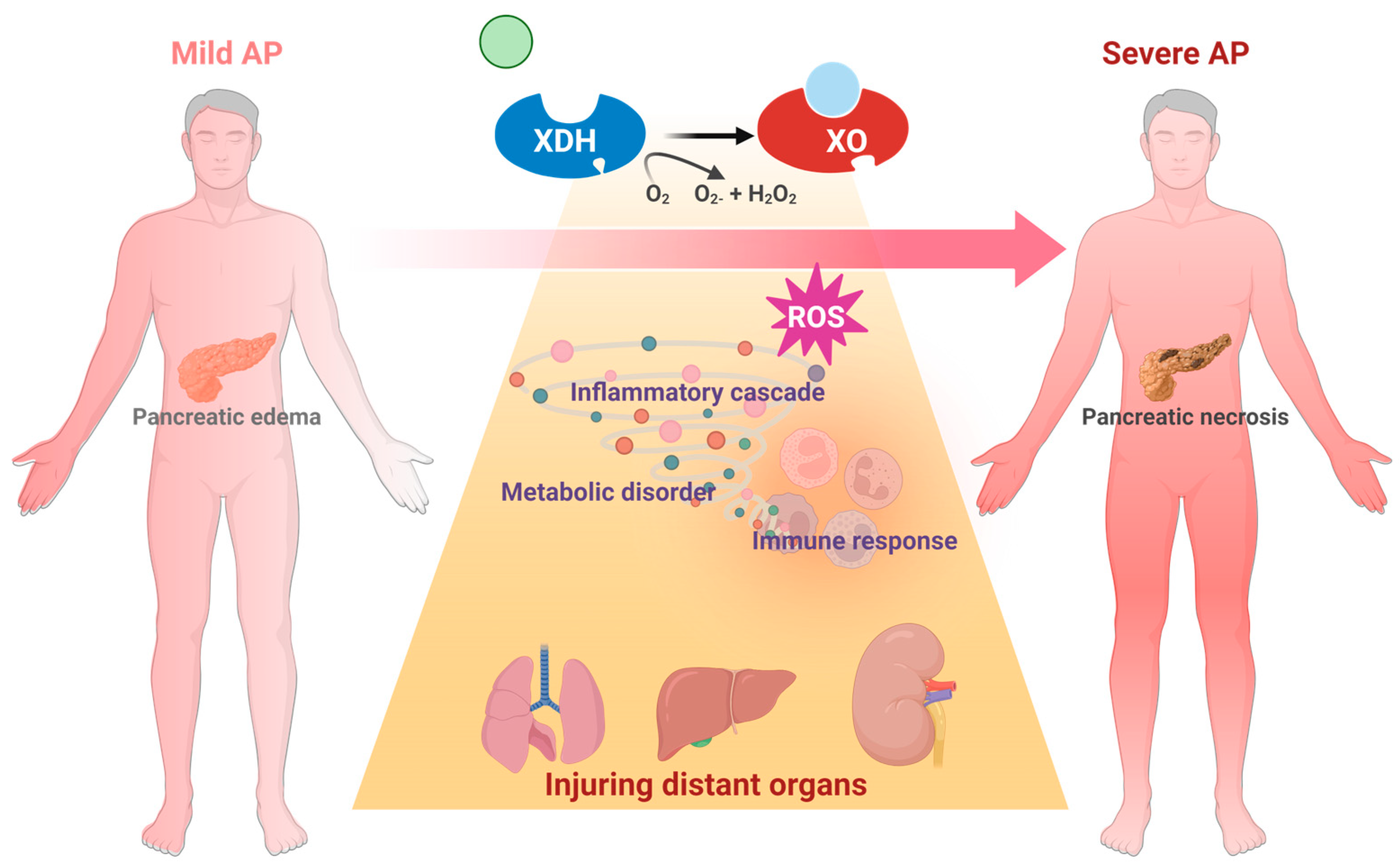 Antioxidants 14 00095 g005 Antioxidants 14 00095 g005