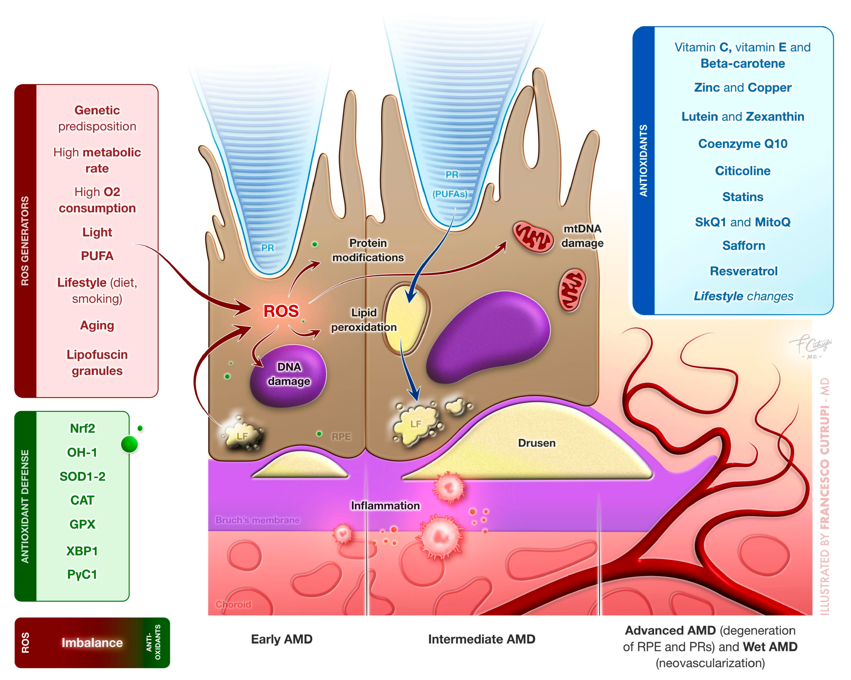 Antioxidants 14 00152 g001