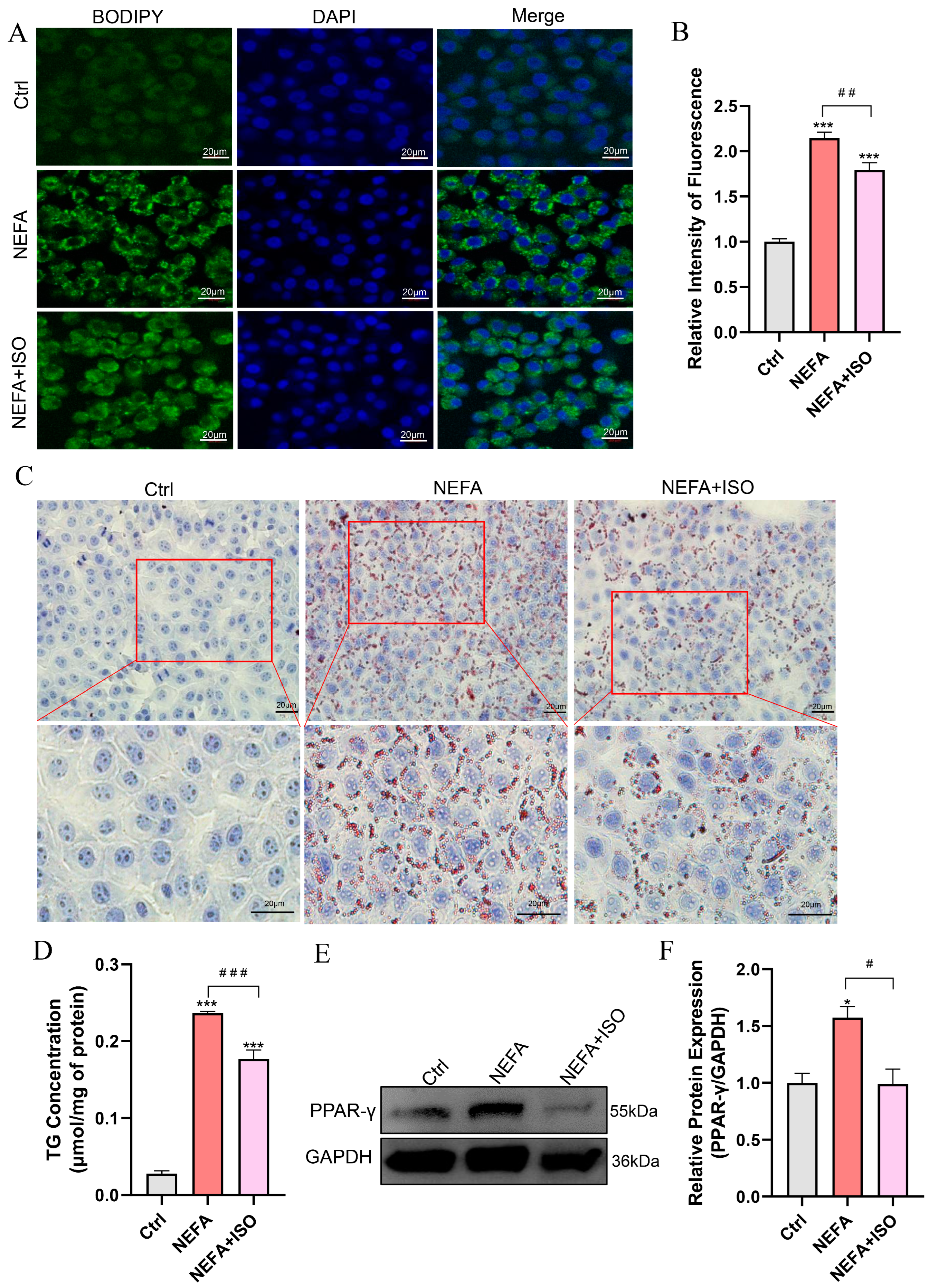 Antioxidants 14 00156 g008