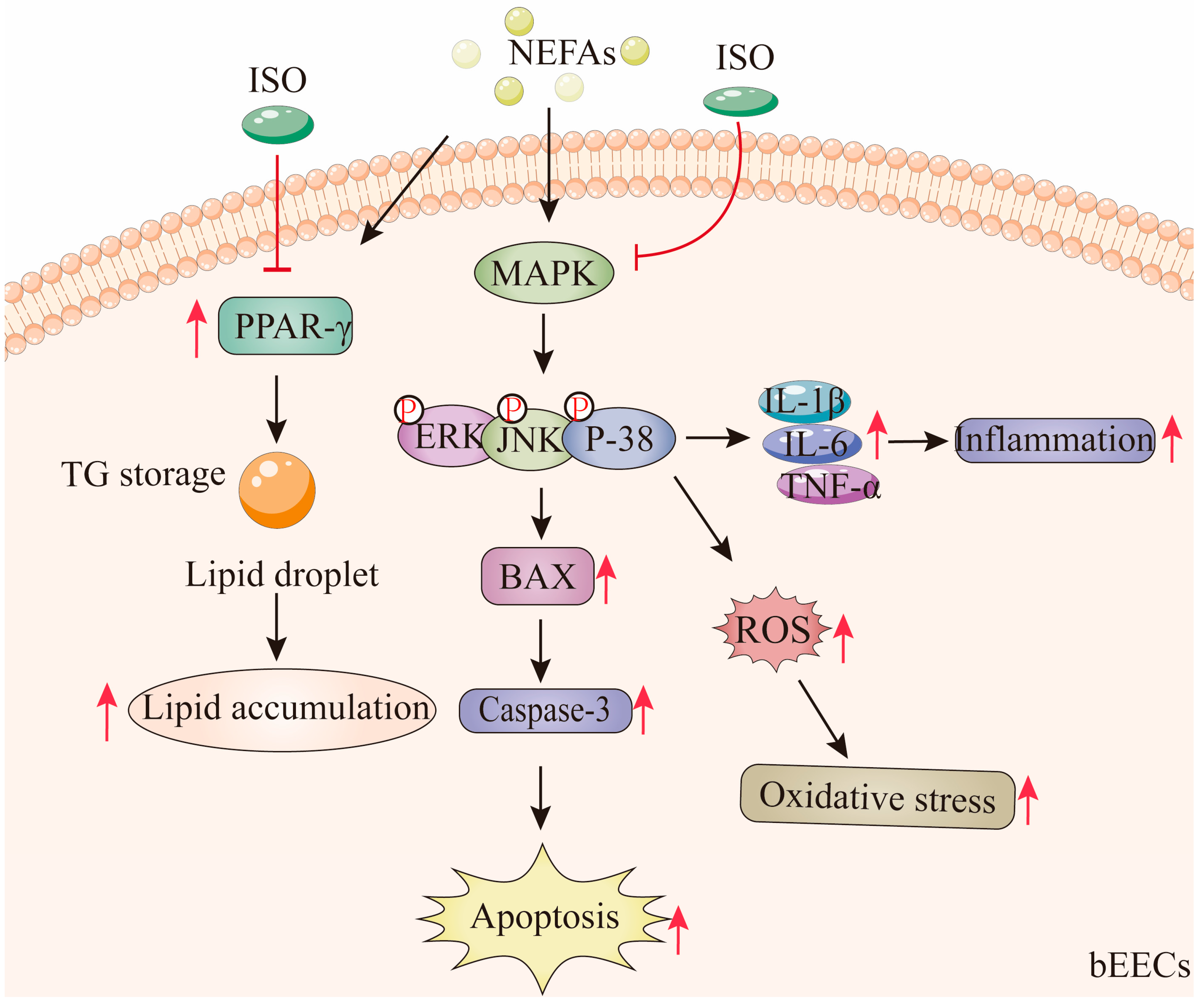 Antioxidants 14 00156 g011