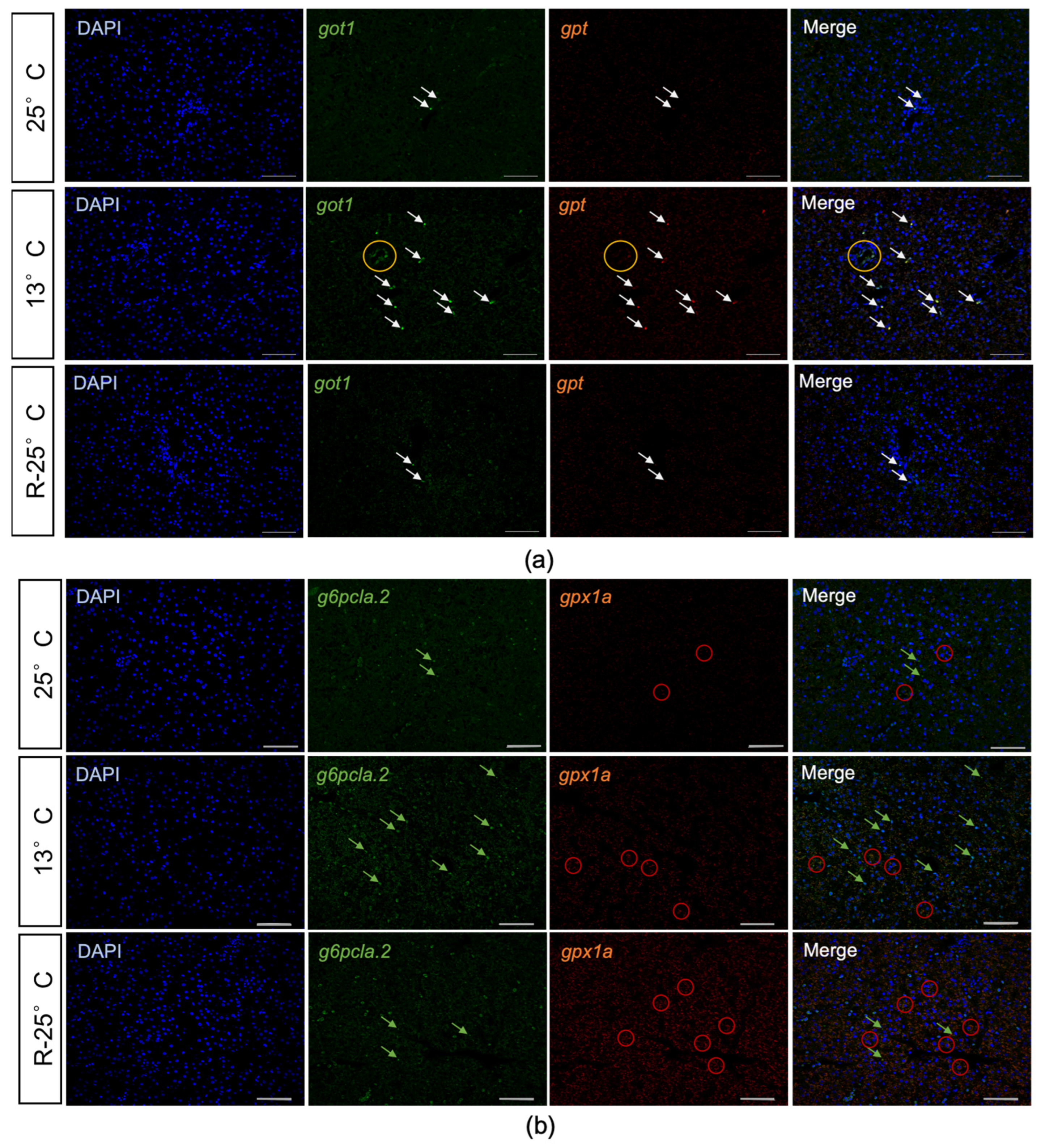 Antioxidants 14 00223 g008
