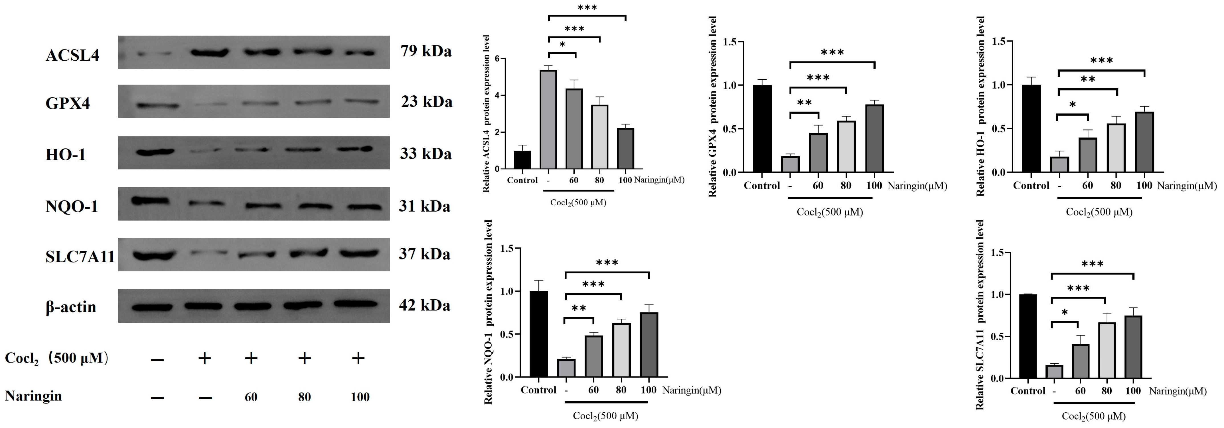 Antioxidants 14 00236 g005