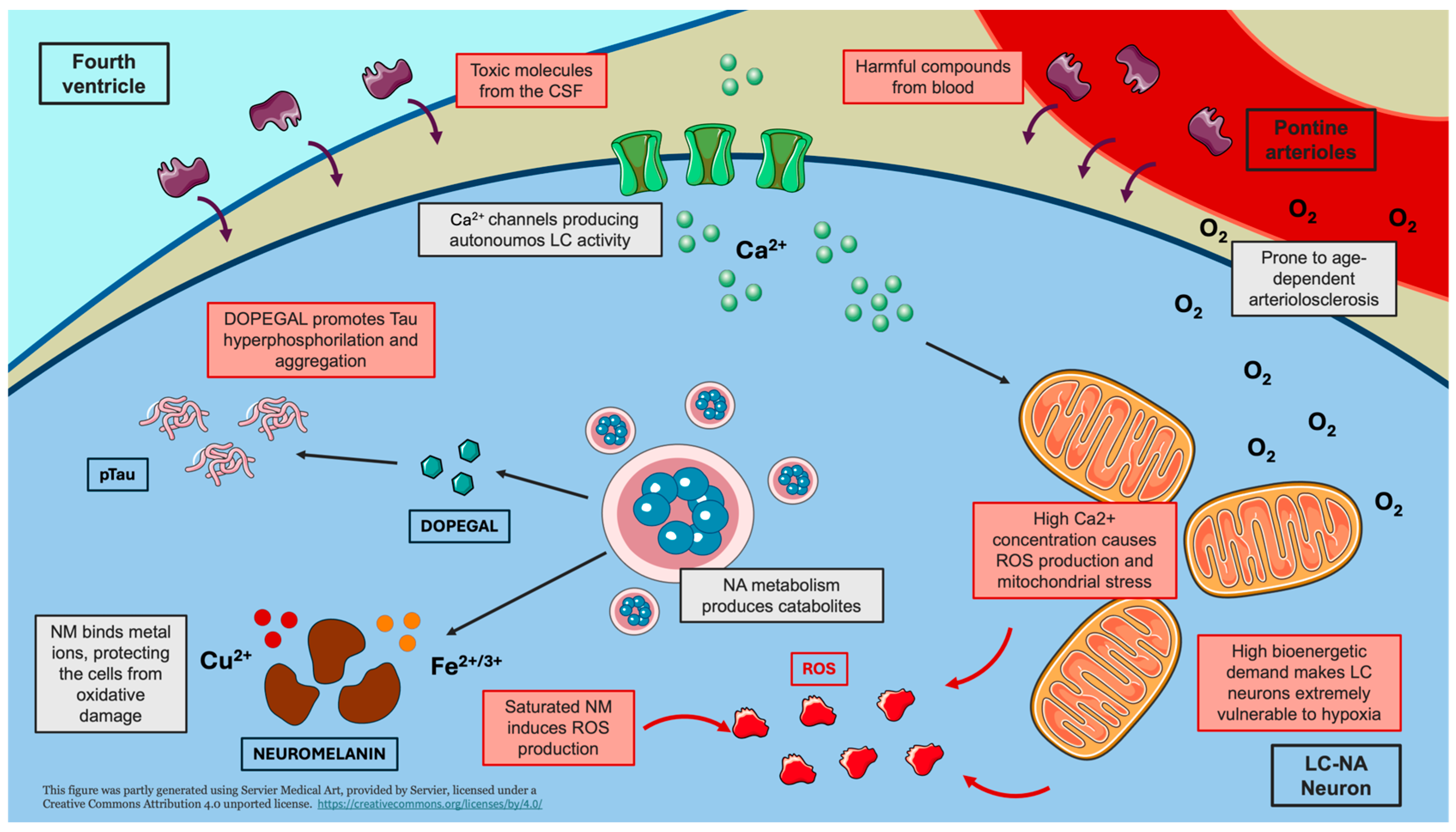 Antioxidants 14 00255 g001 Antioxidants 14 00255 g001