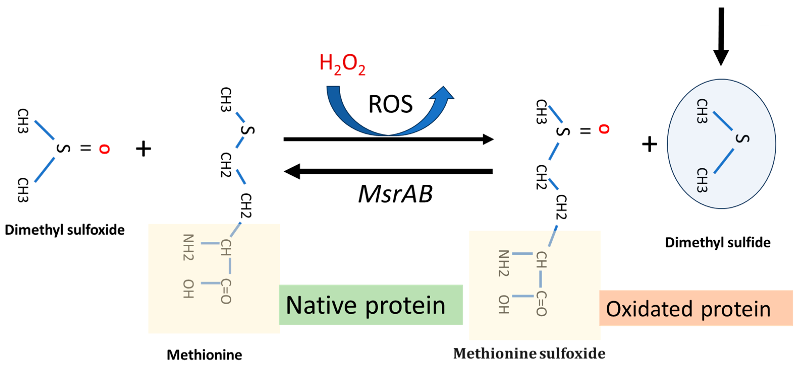 Antioxidants 14 00323 g004
