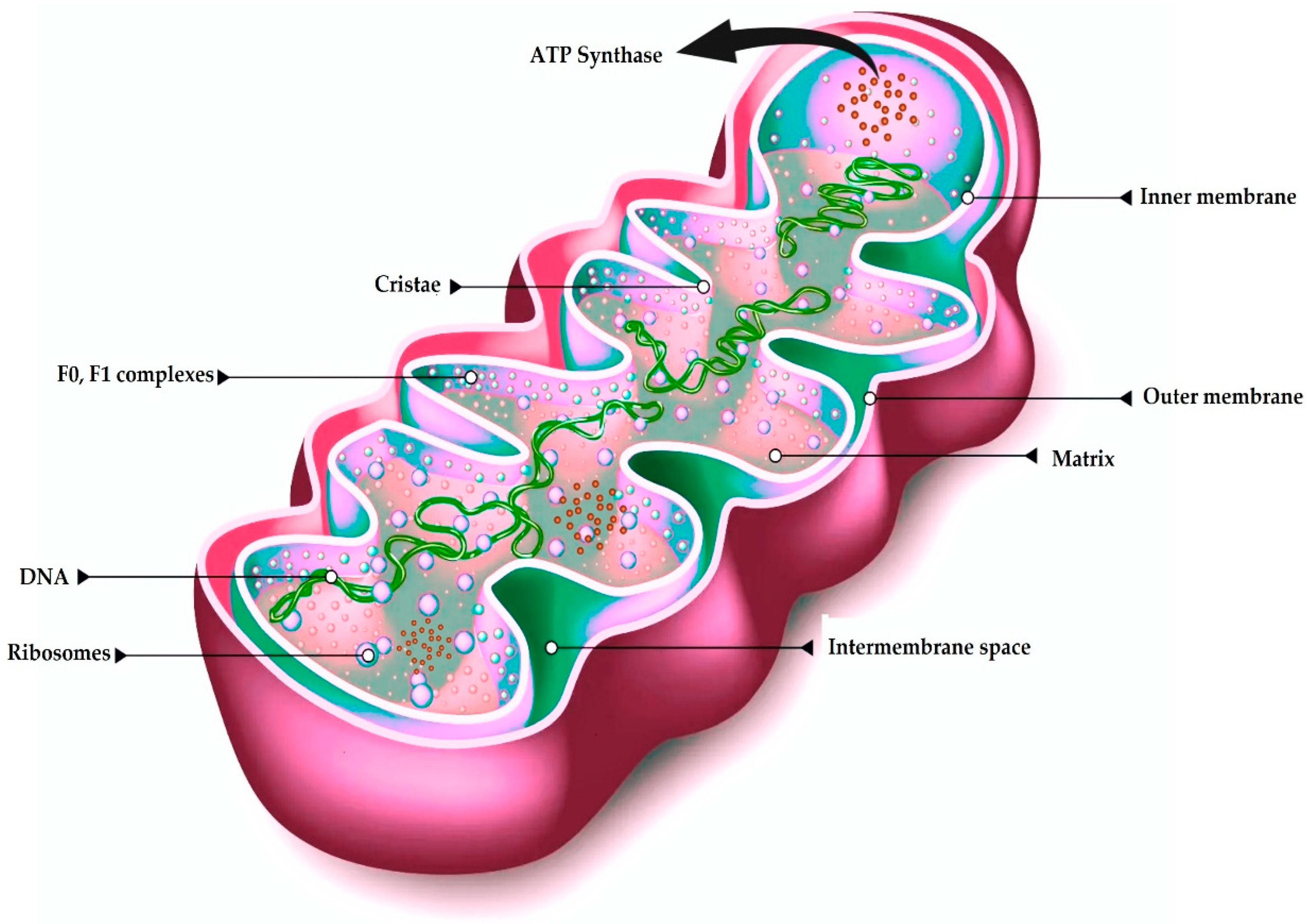 Antioxidants 14 00372 g001