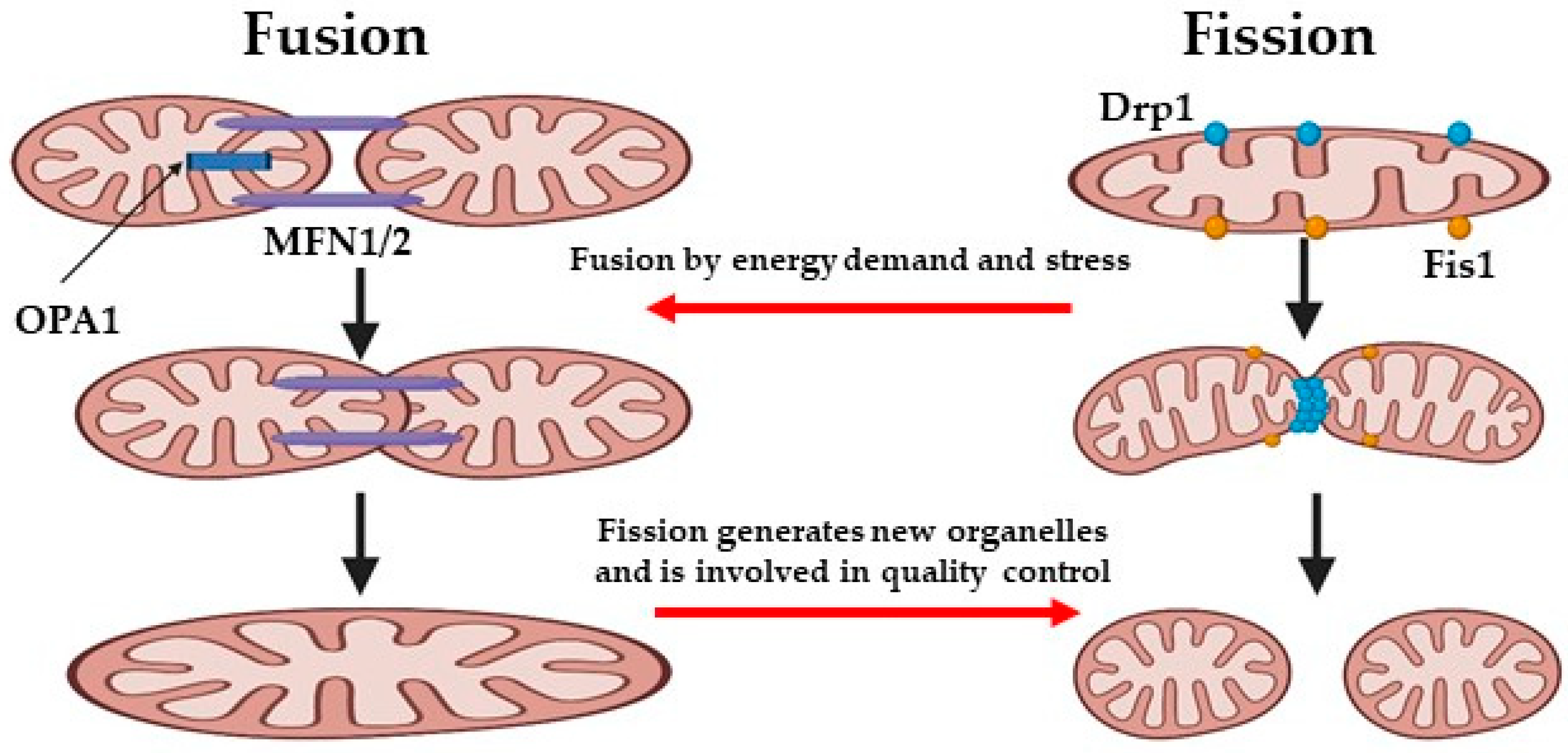 Antioxidants 14 00372 g004