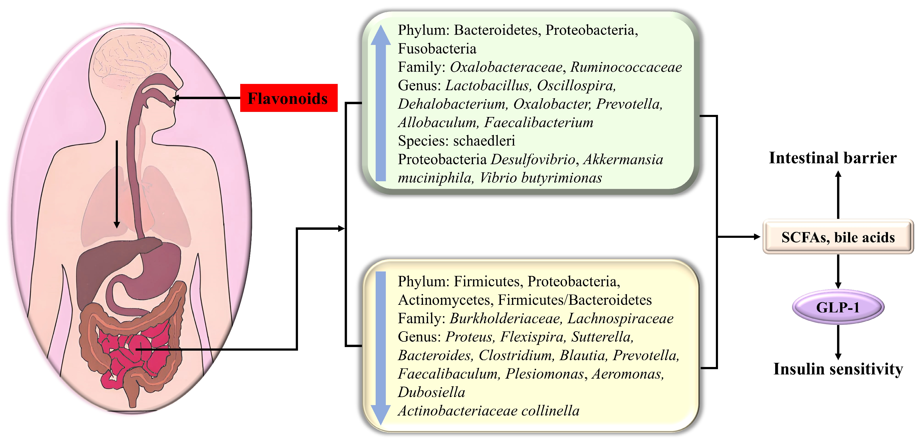 Antioxidants 14 00378 g005