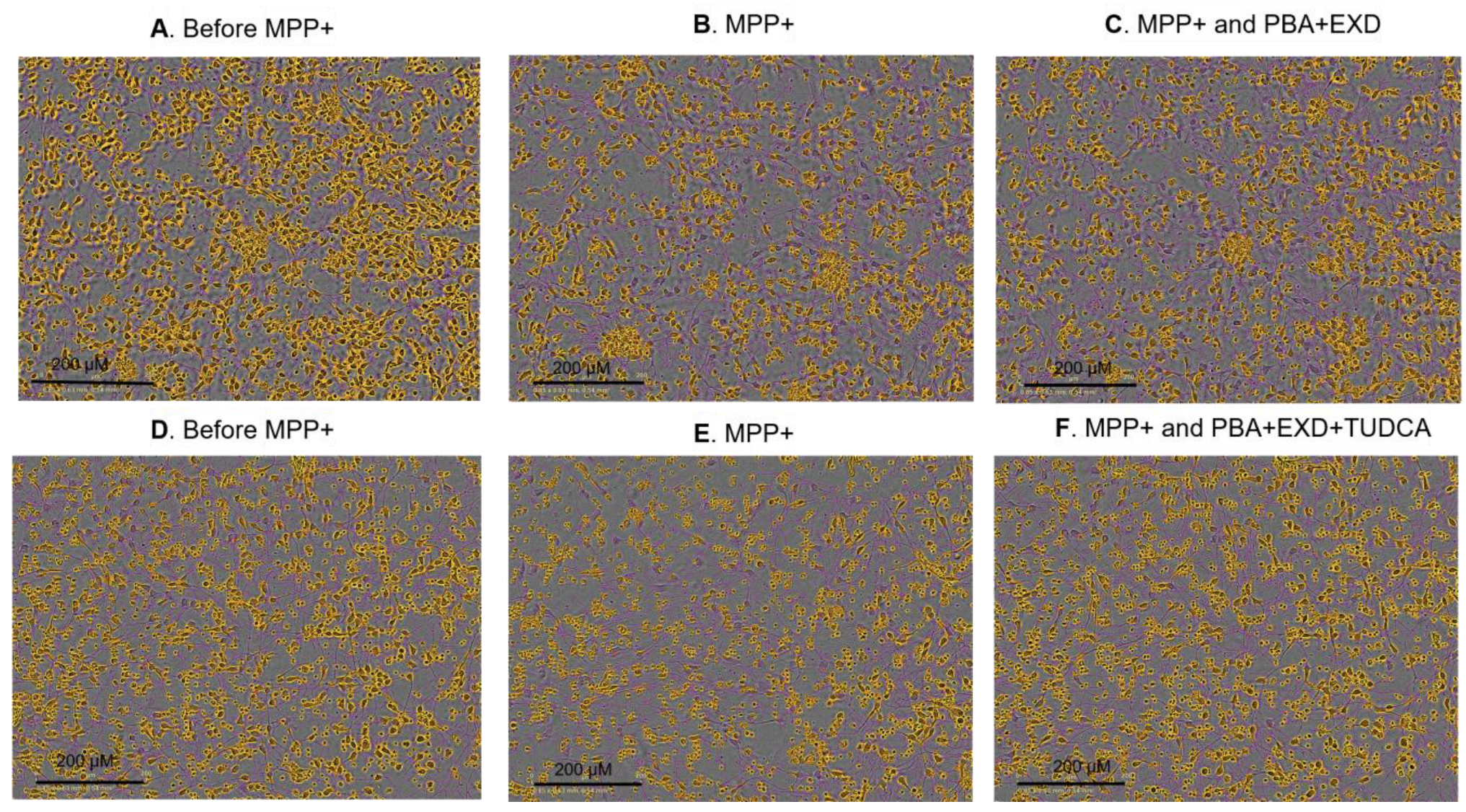 Antioxidants 14 00396 g003