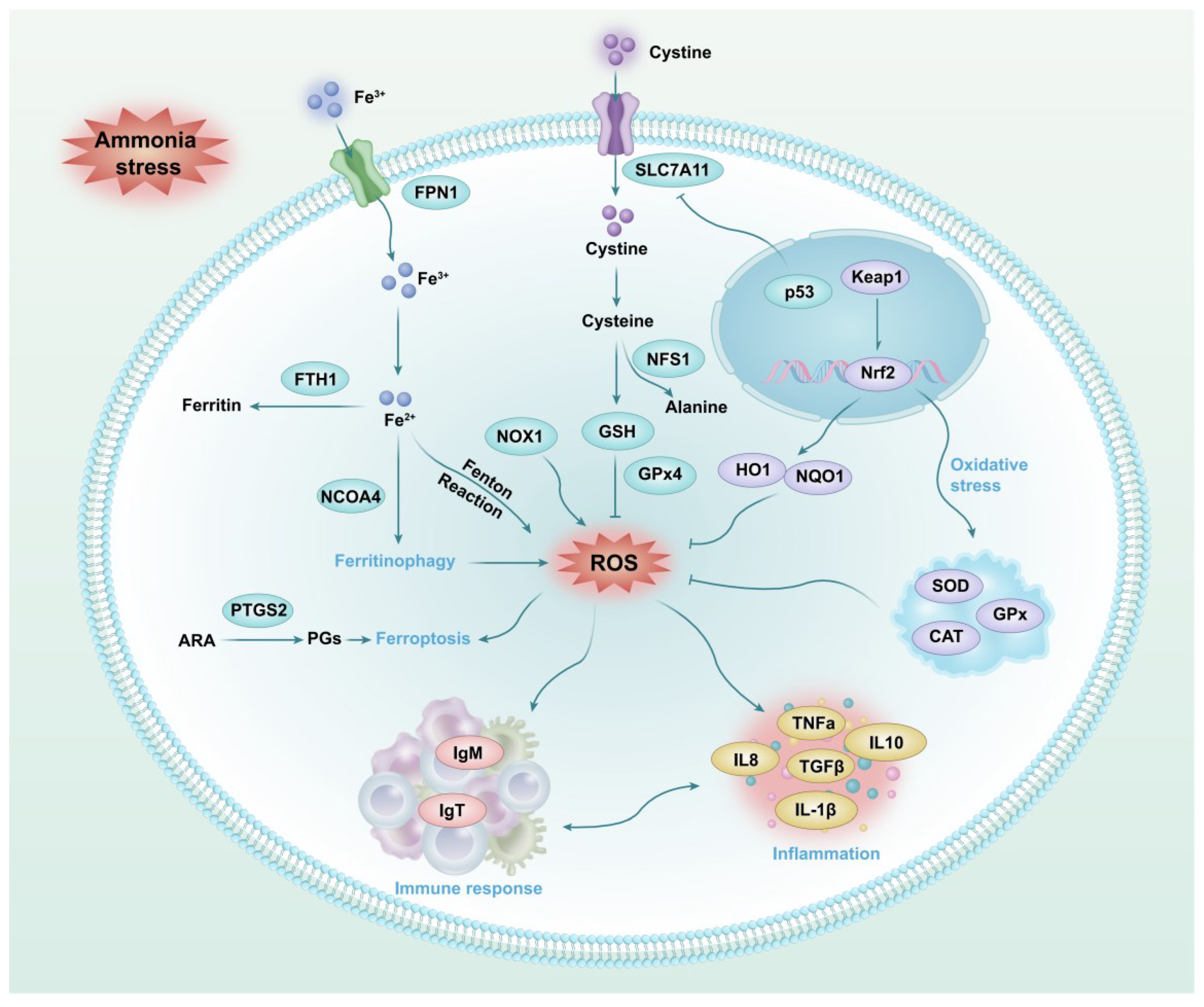 Antioxidants 14 00419 g008