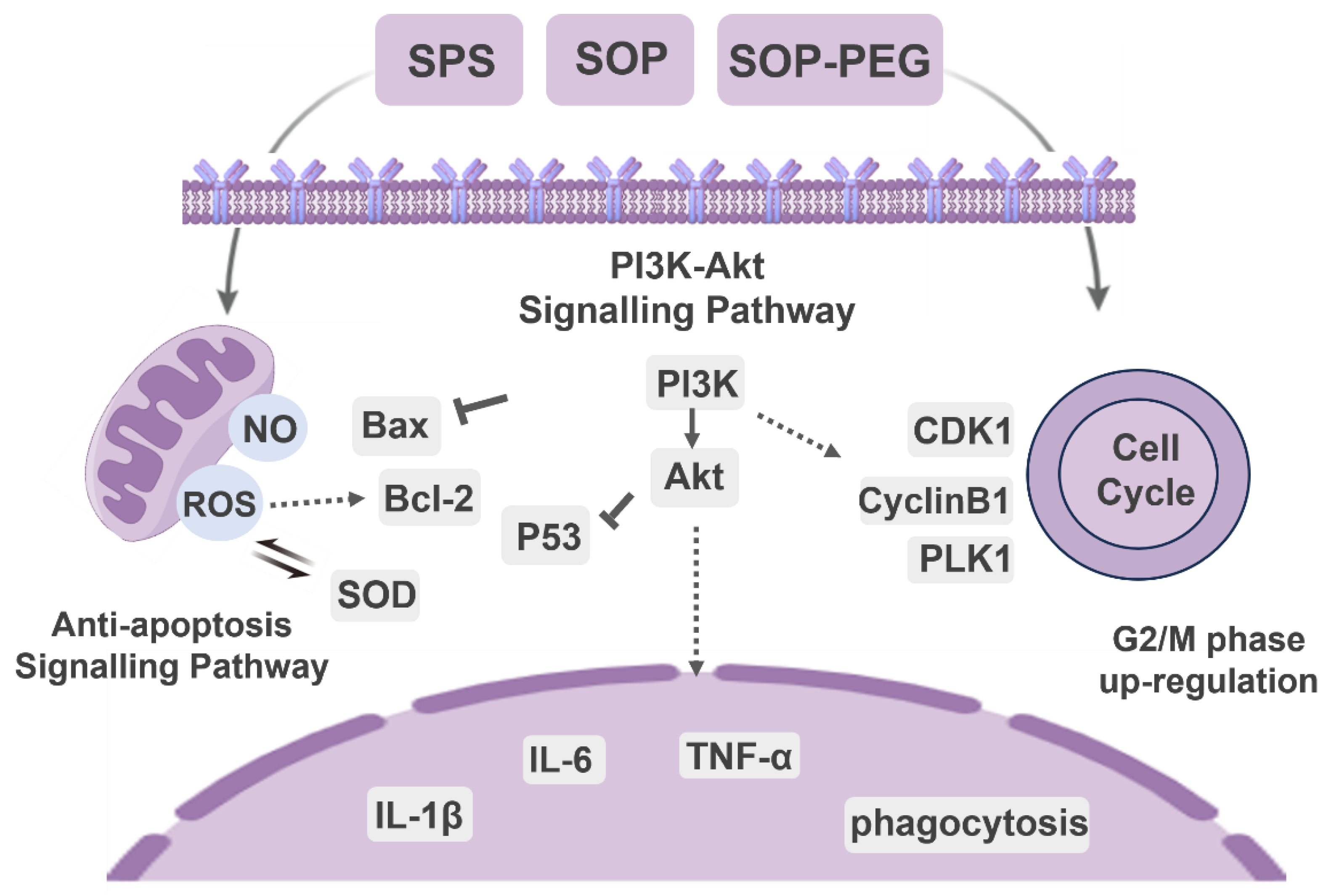 Antioxidants 14 00437 g010