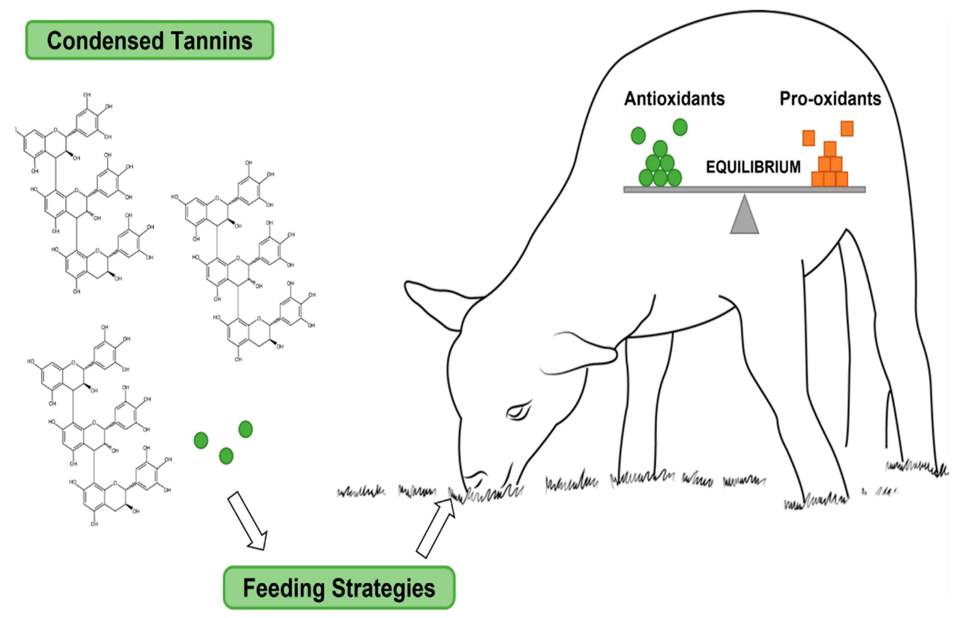 Antioxidants 14 00438 g007