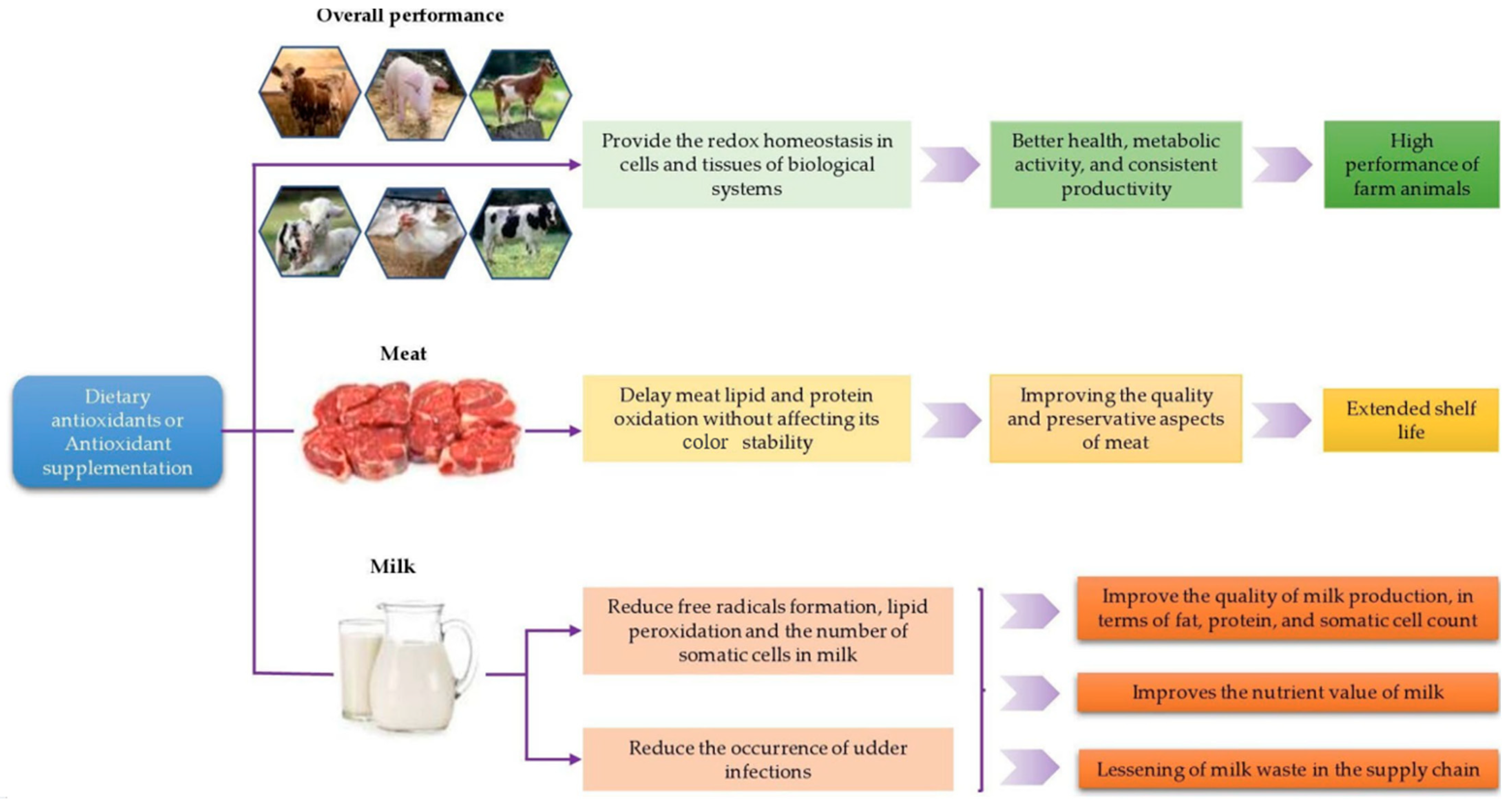 Antioxidants 14 00438 g008