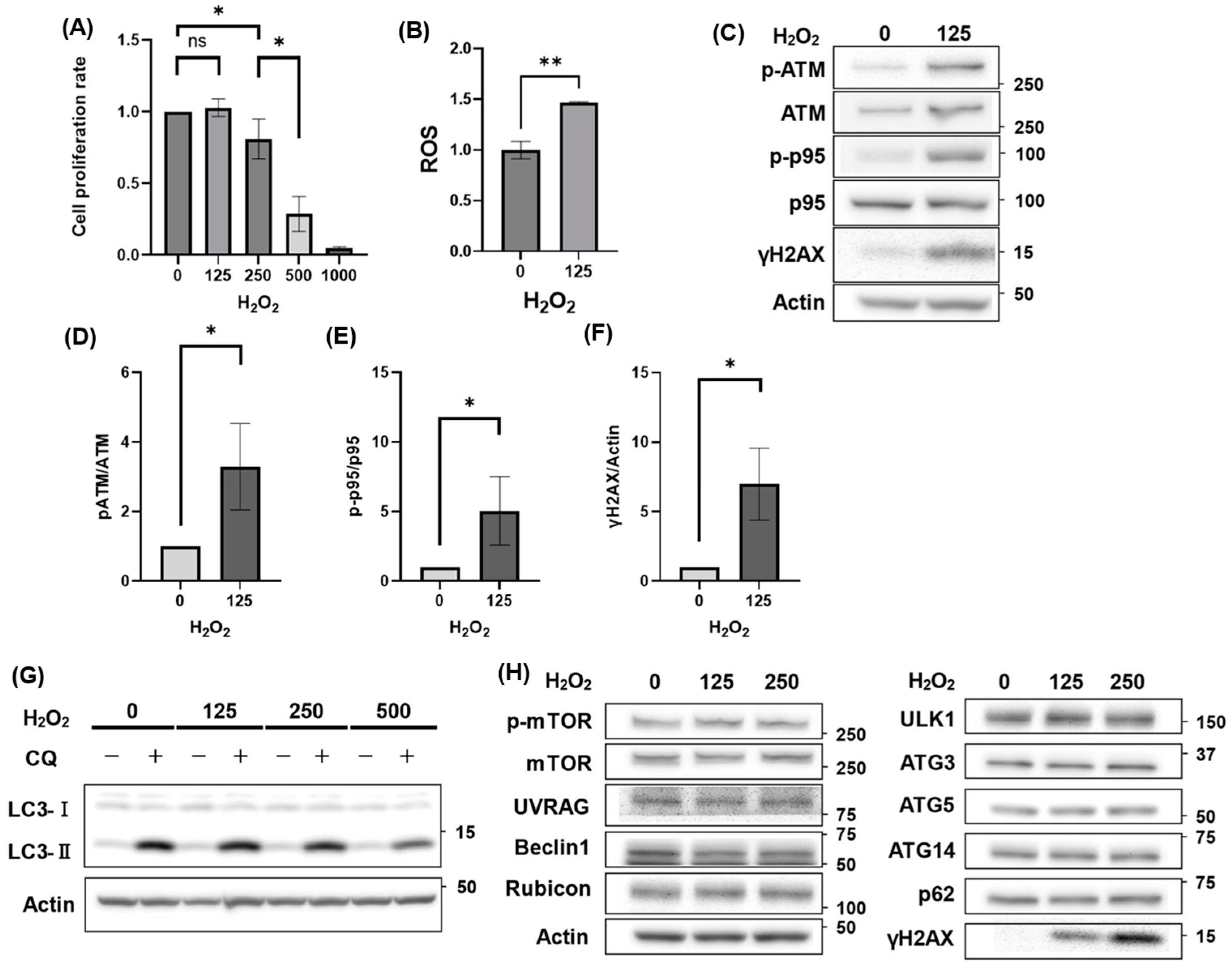 Antioxidants 14 00470 g001